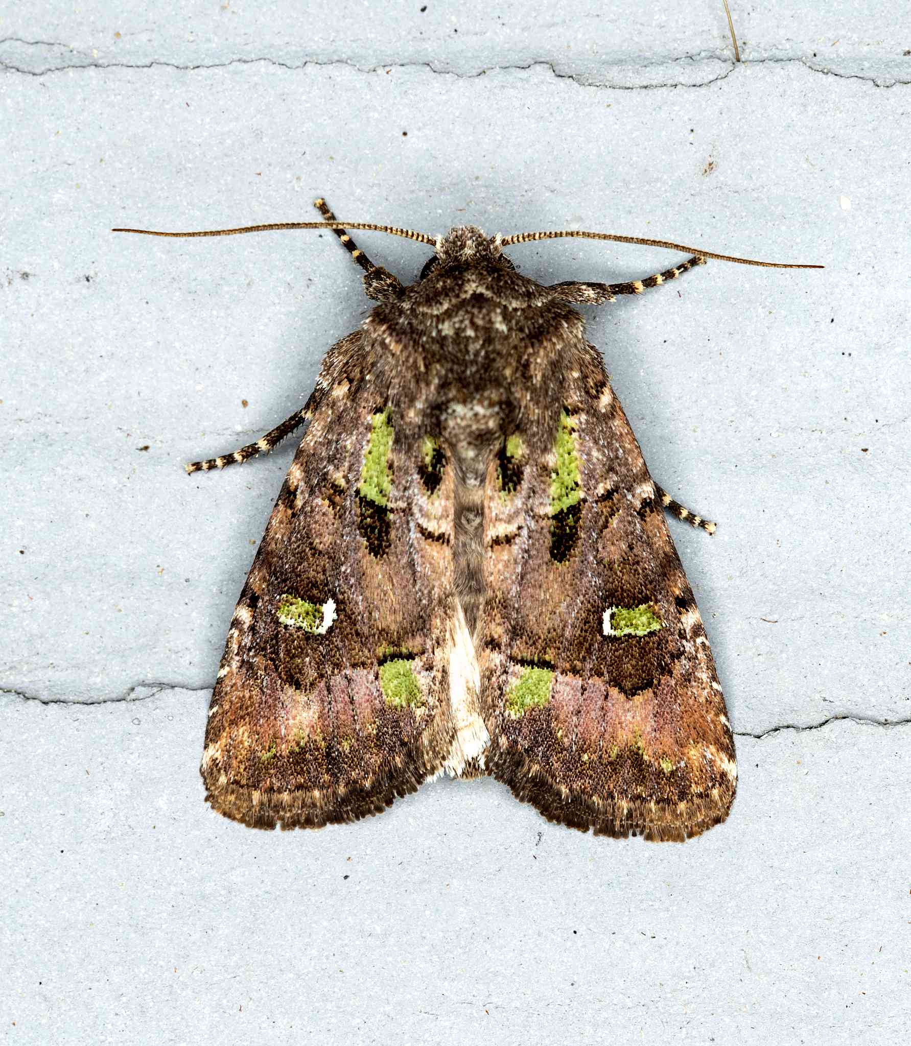 Lacinipolia