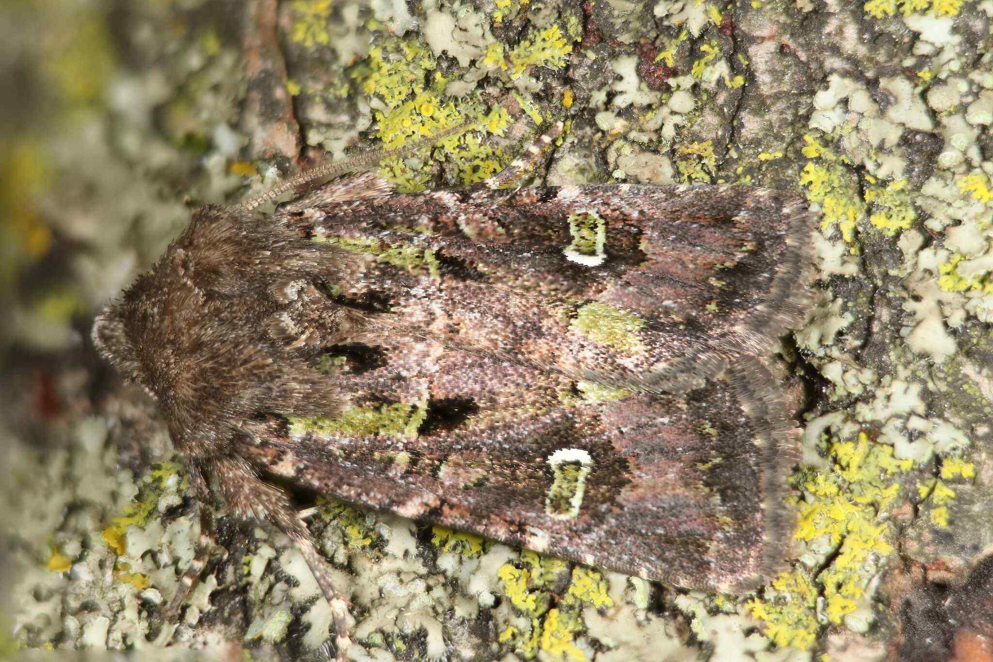 Lacinipolia