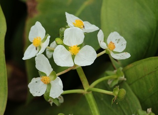 Sagittaria graminea