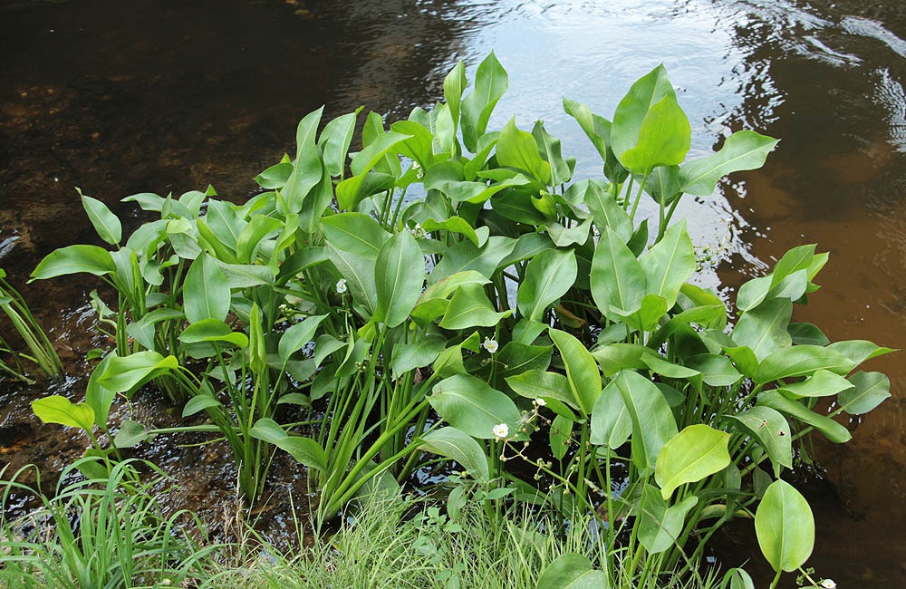 Sagittaria graminea