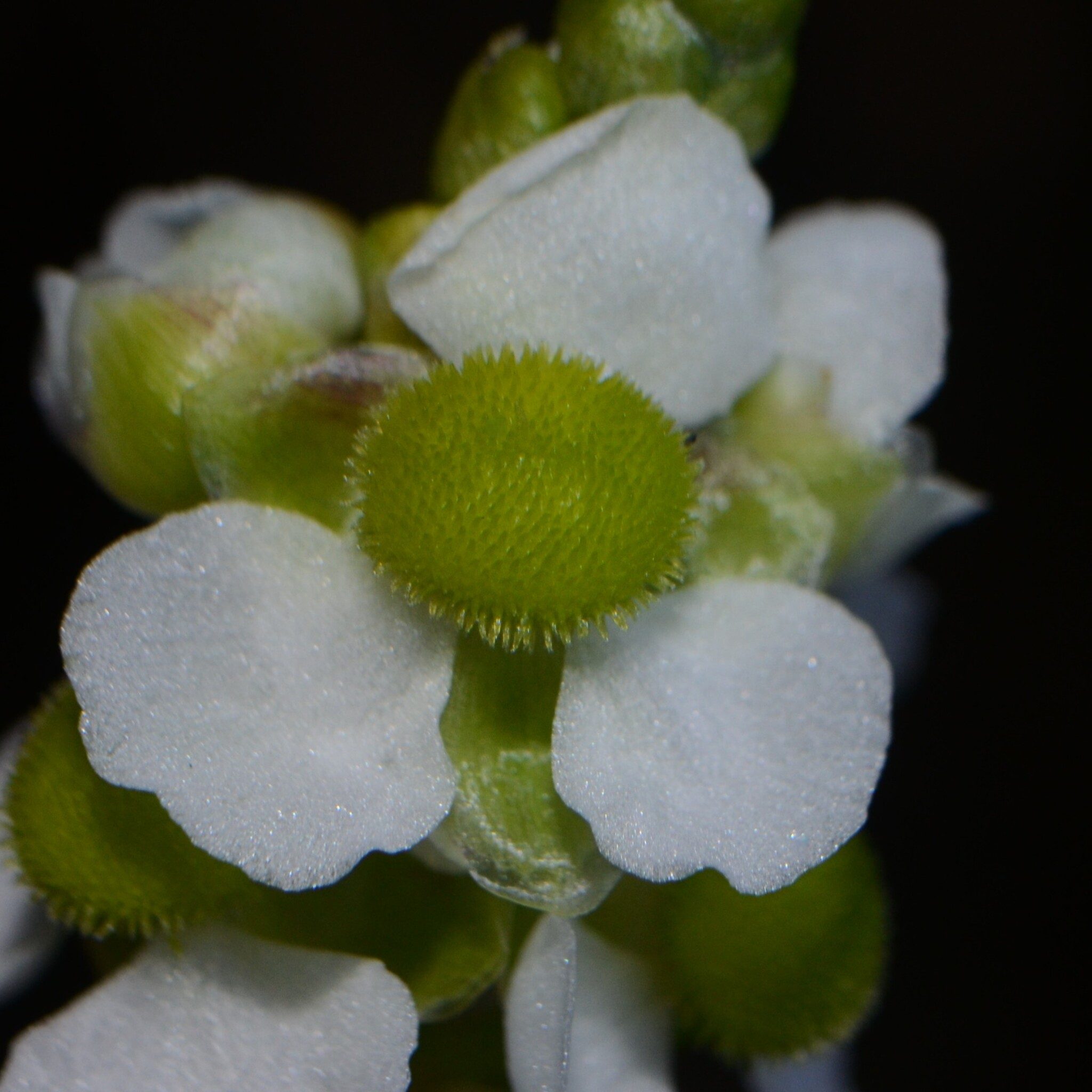 Sagittaria graminea