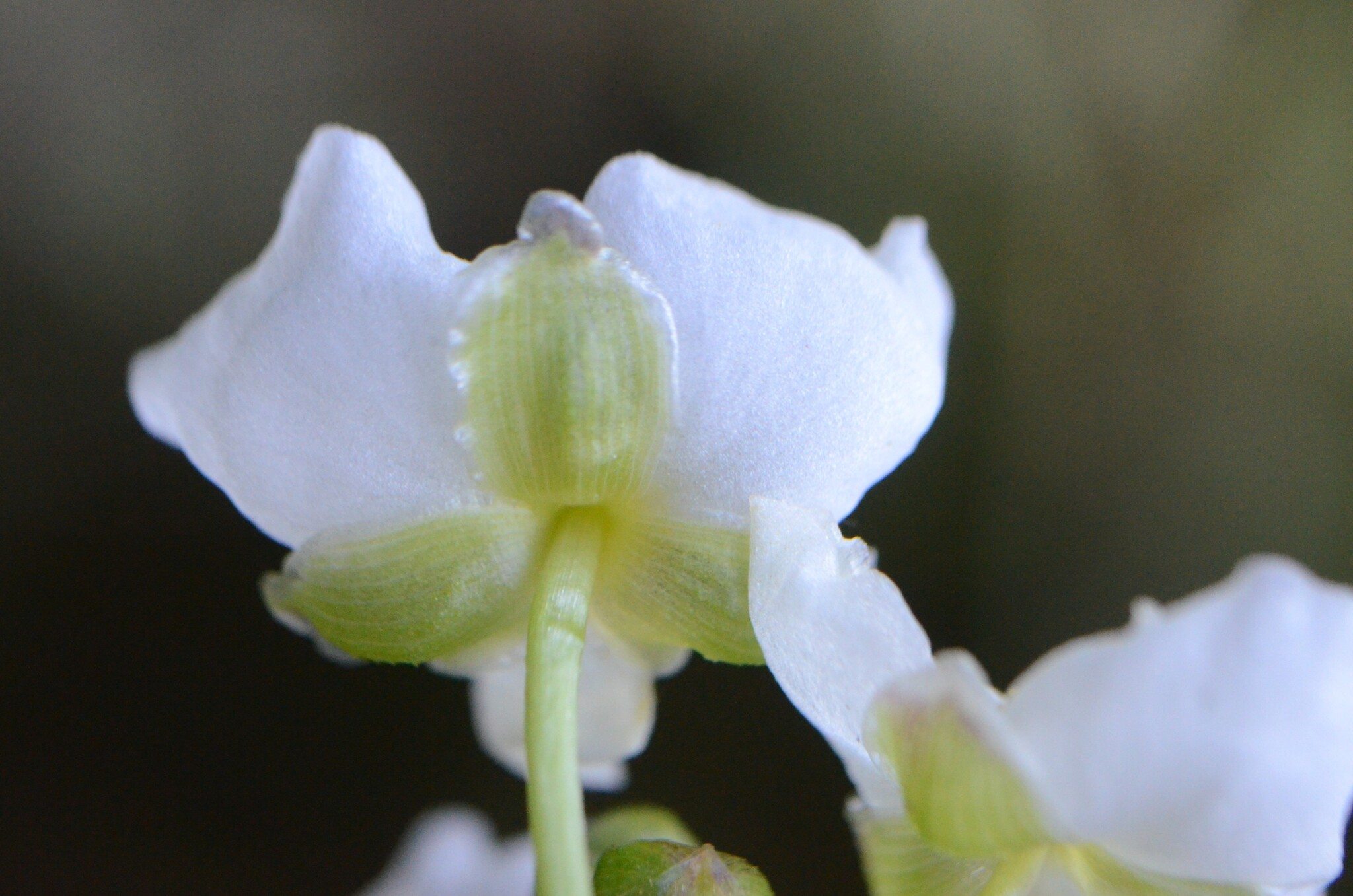 Sagittaria graminea
