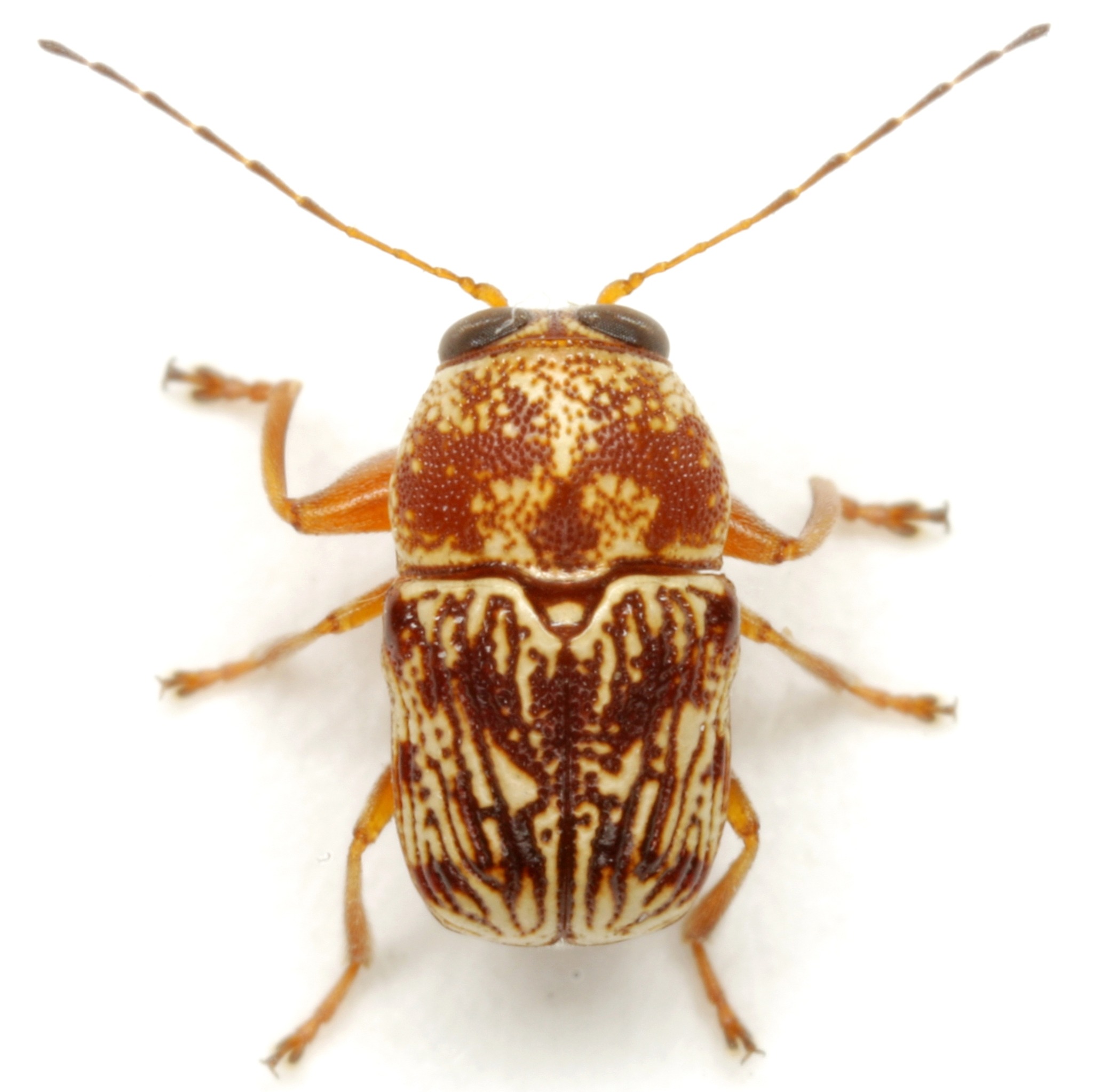 Pachybrachis