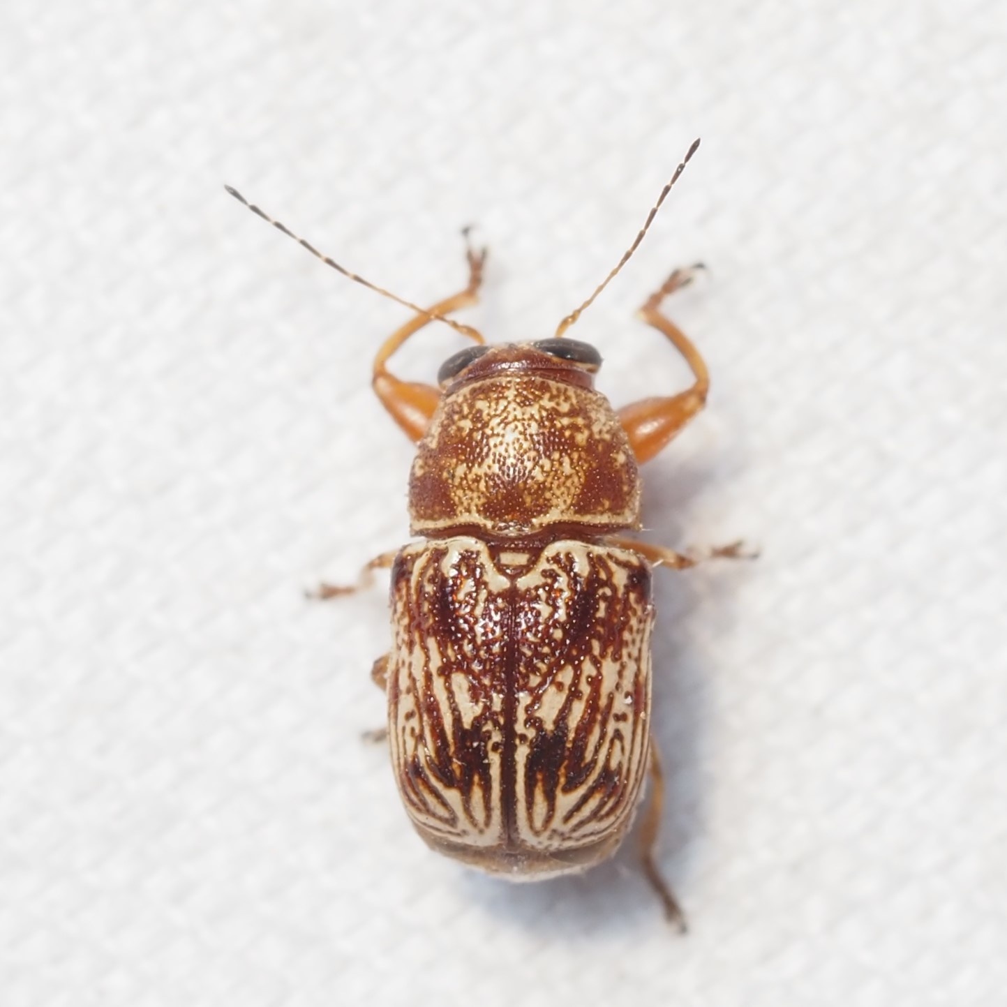 Pachybrachis