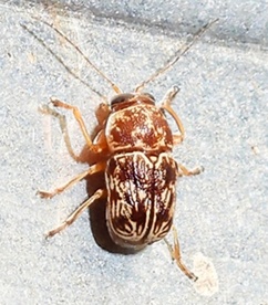 Pachybrachis