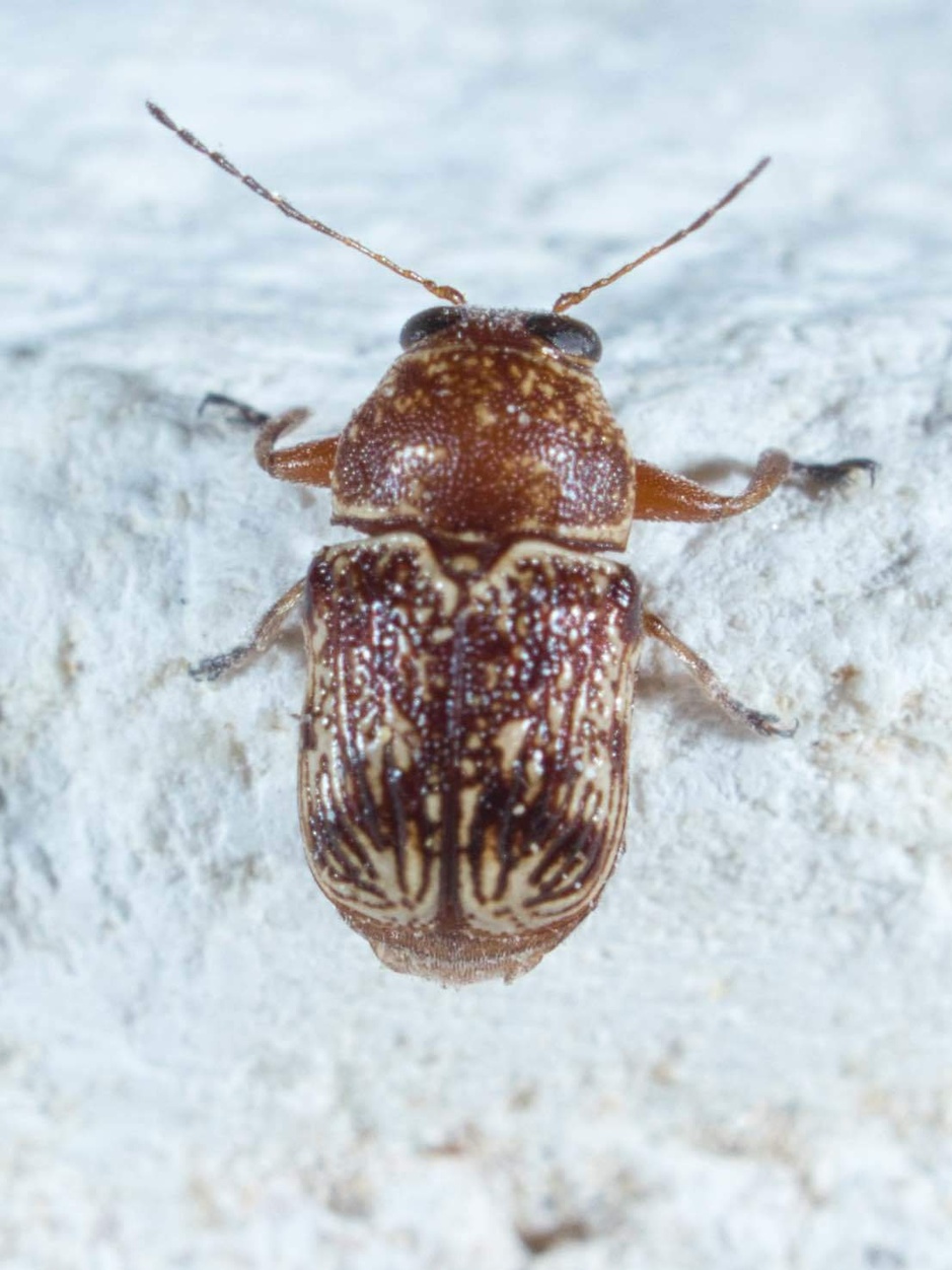 Pachybrachis