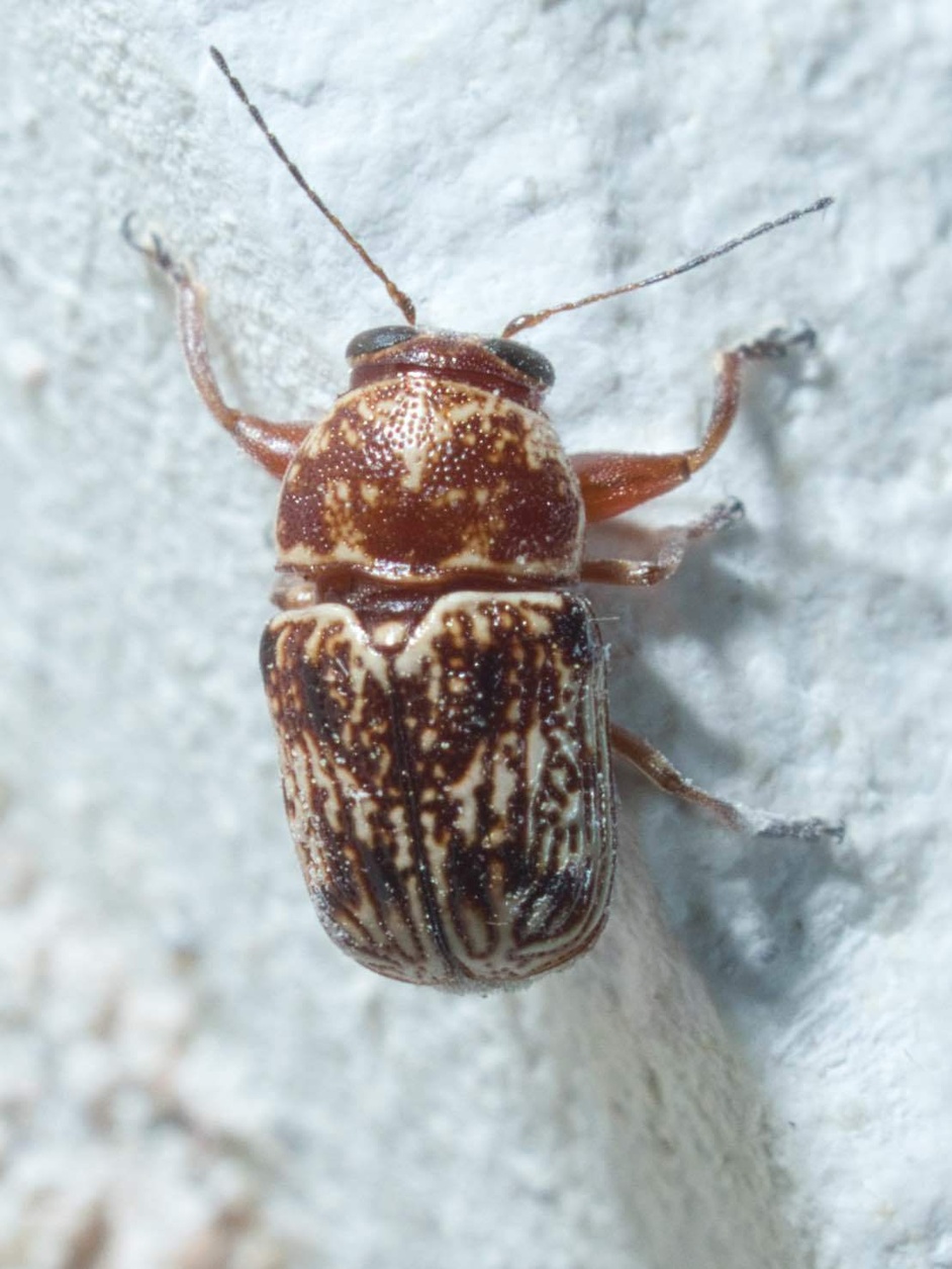 Pachybrachis