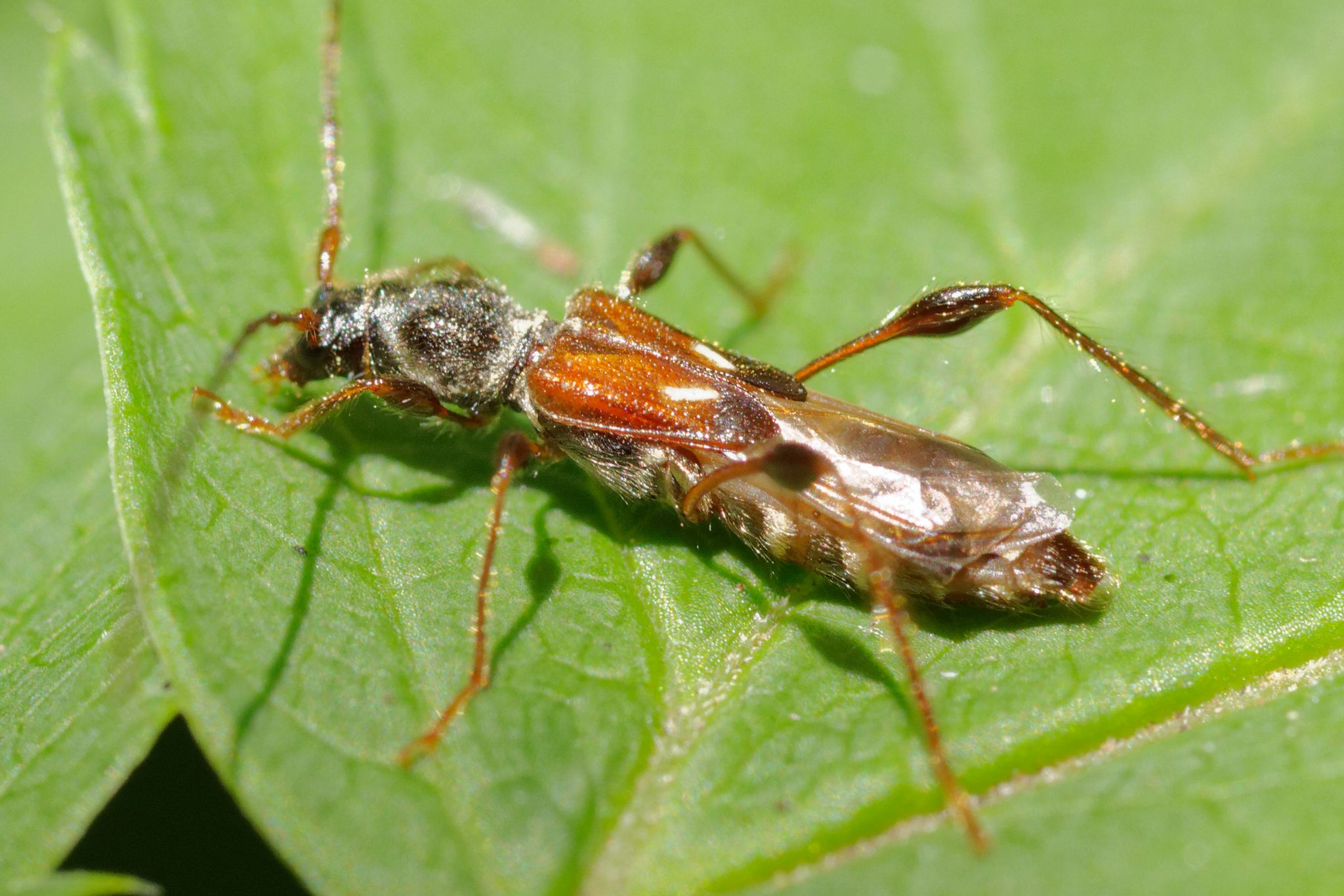 Molorchus