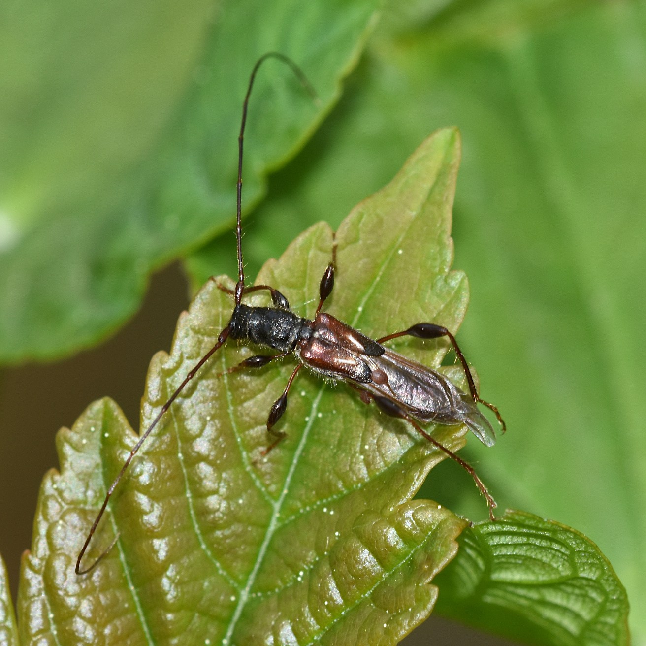 Molorchus