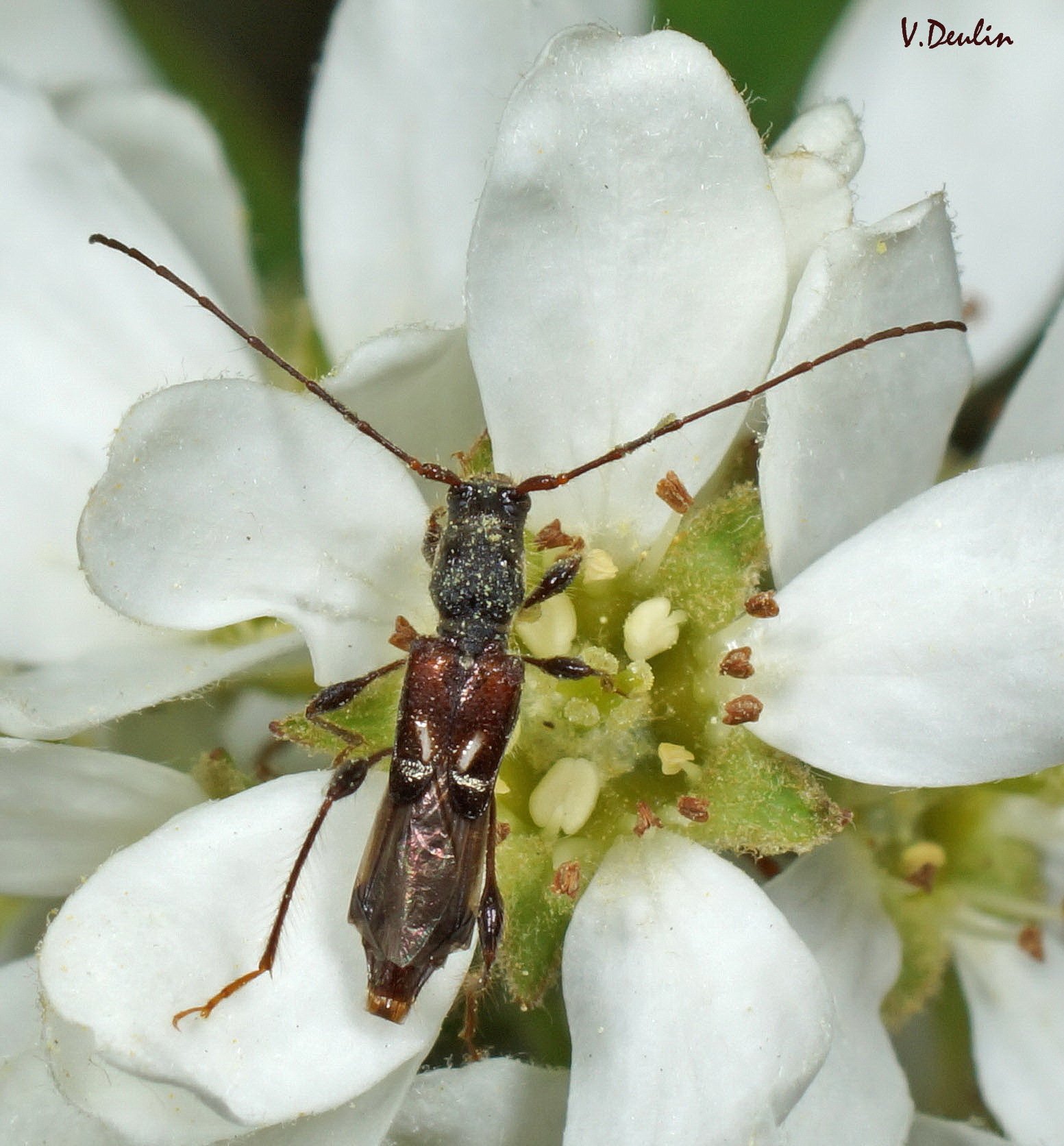 Molorchus