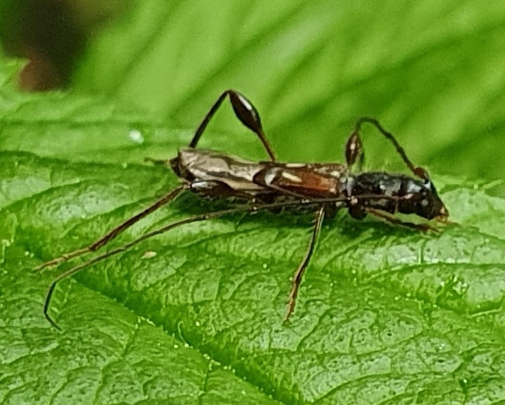 Molorchus