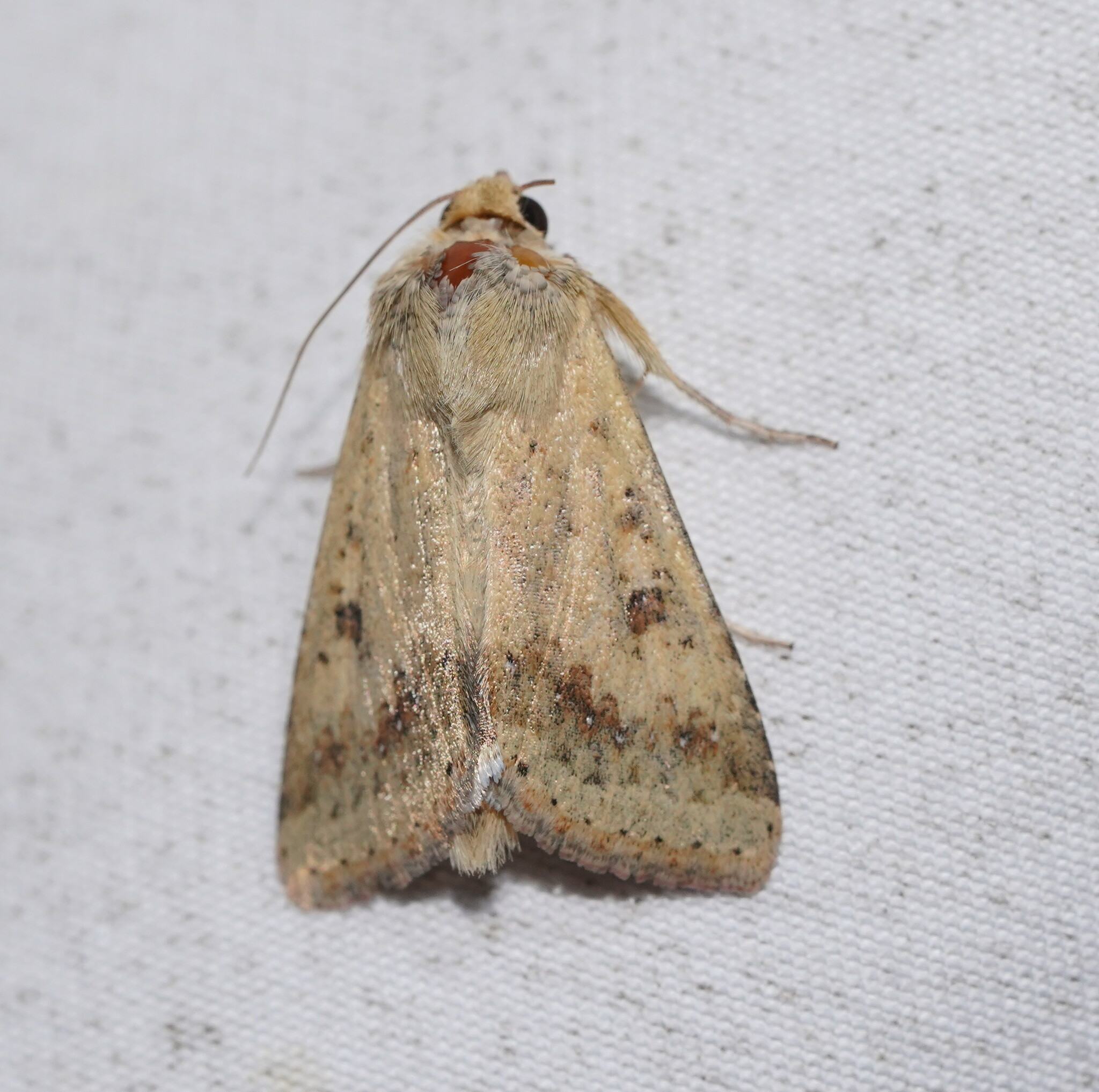 Helicoverpa punctigera