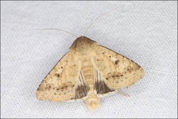 Helicoverpa punctigera