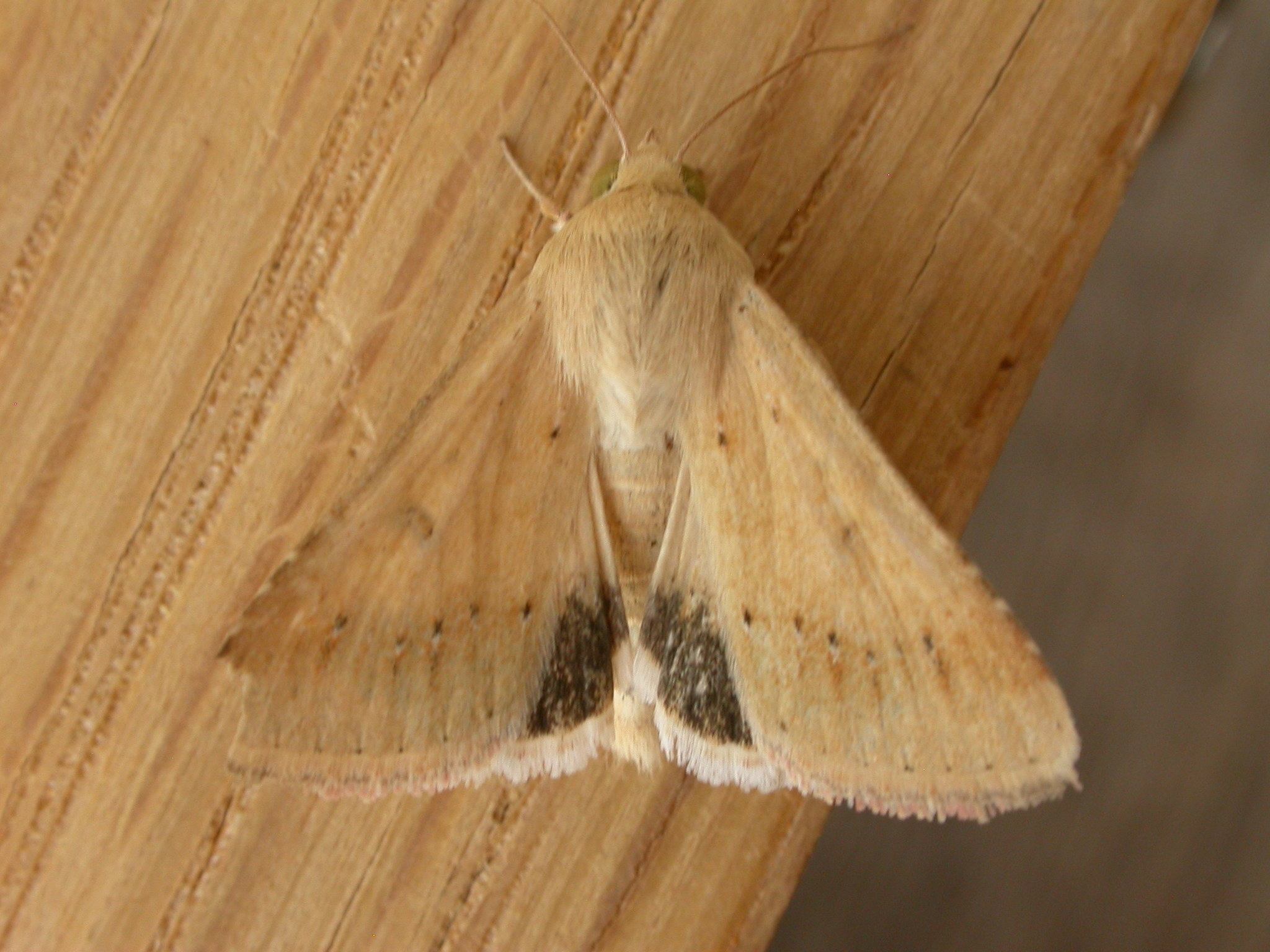 Helicoverpa punctigera