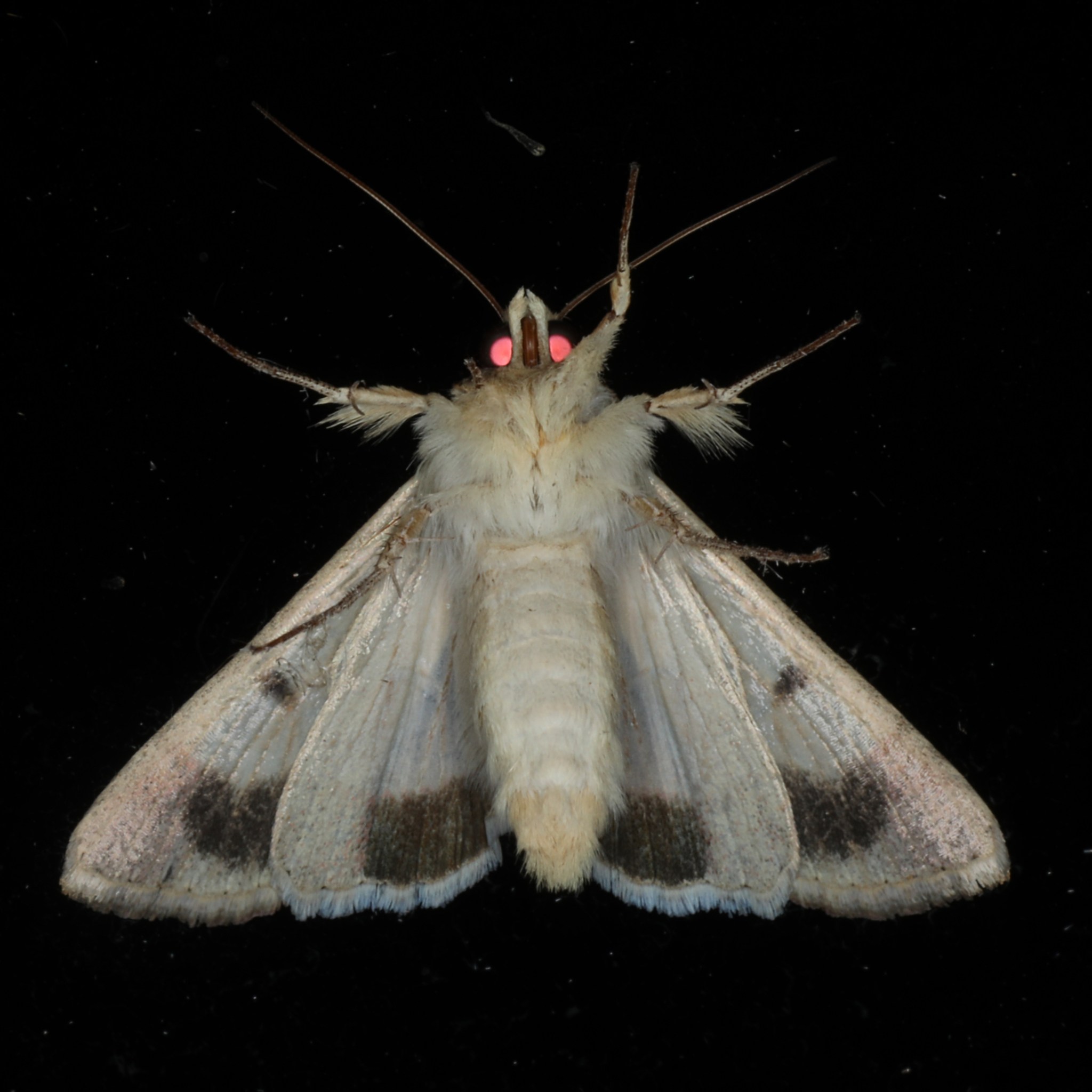 Helicoverpa punctigera