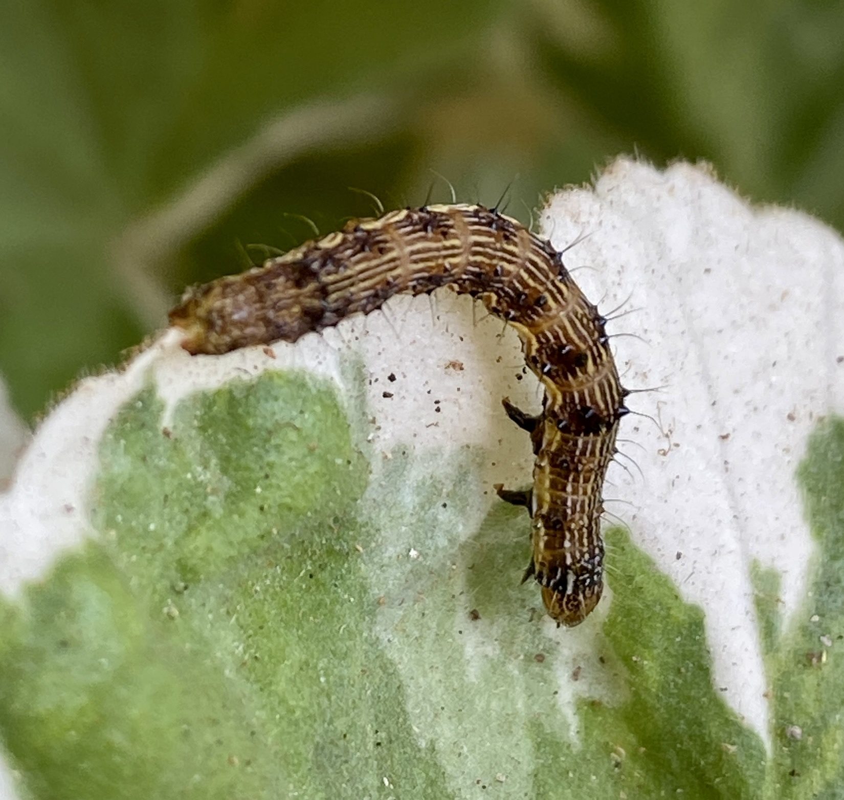 Helicoverpa punctigera