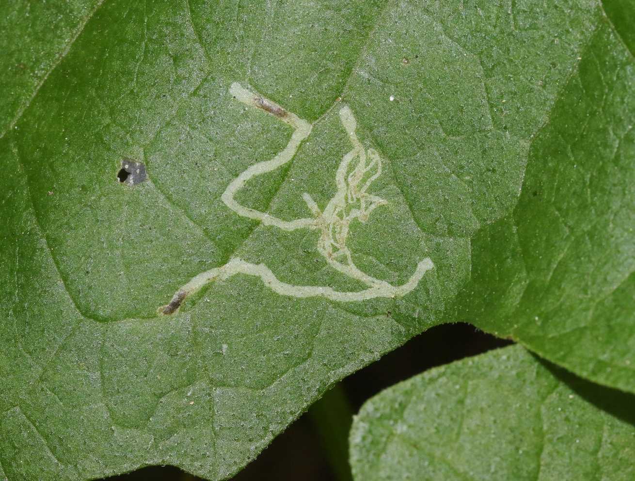 Liriomyza sativae