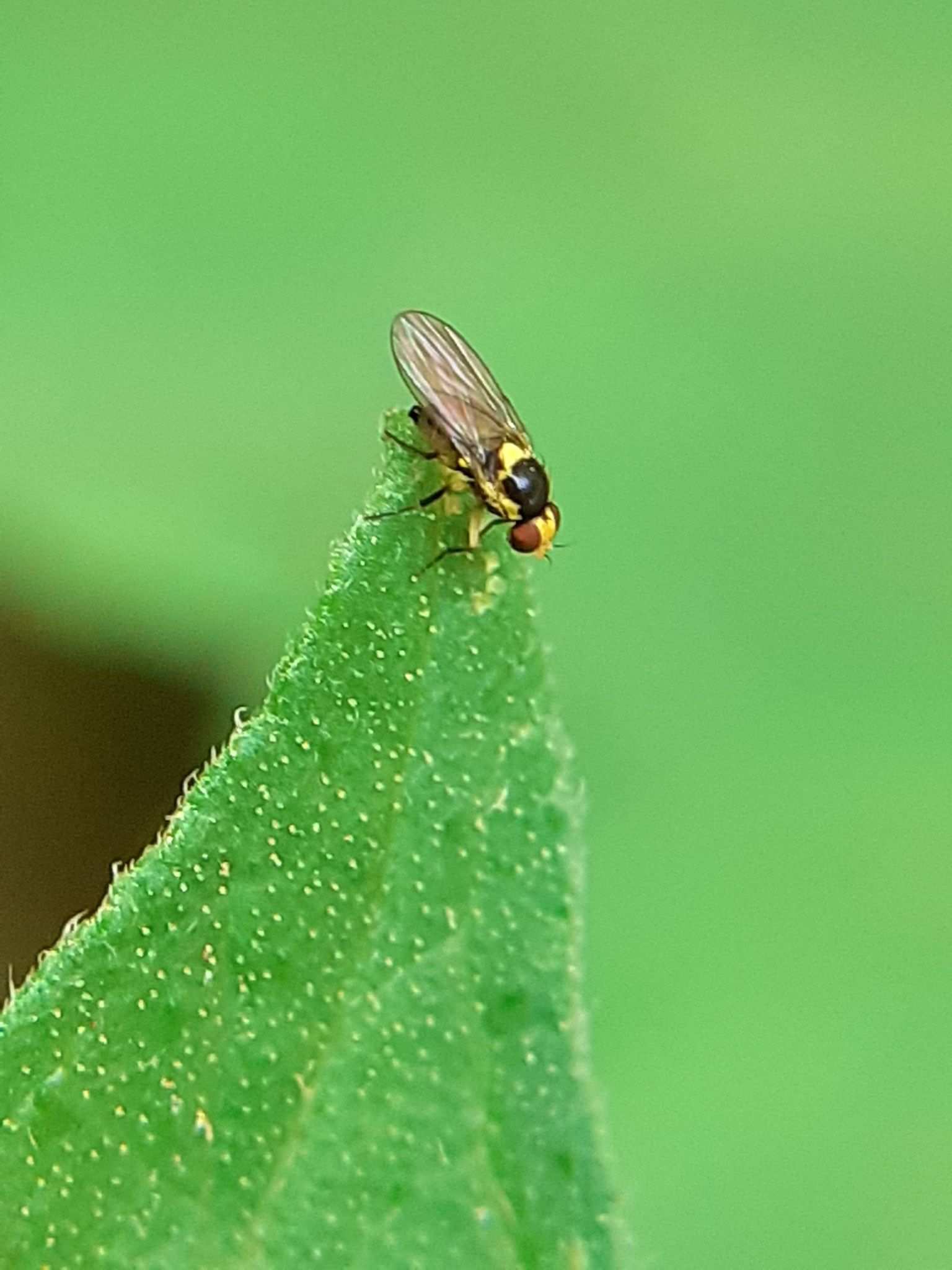 Liriomyza sativae