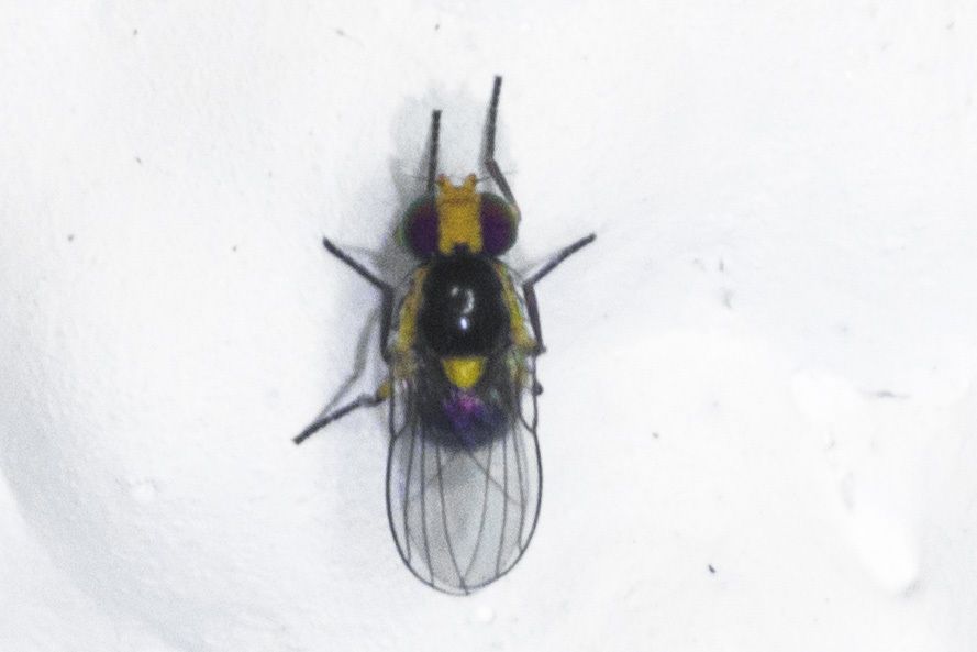 Liriomyza sativae