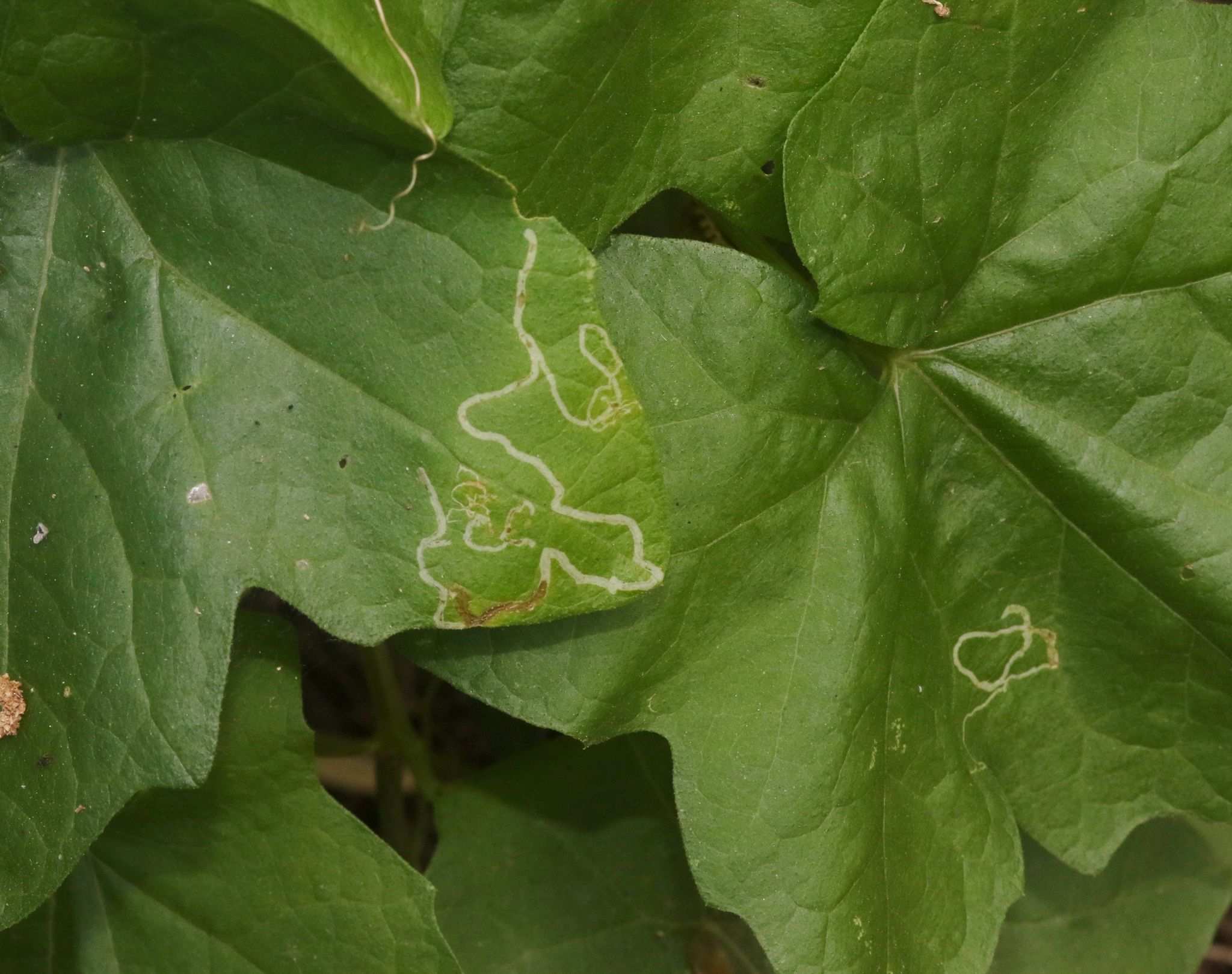 Liriomyza sativae