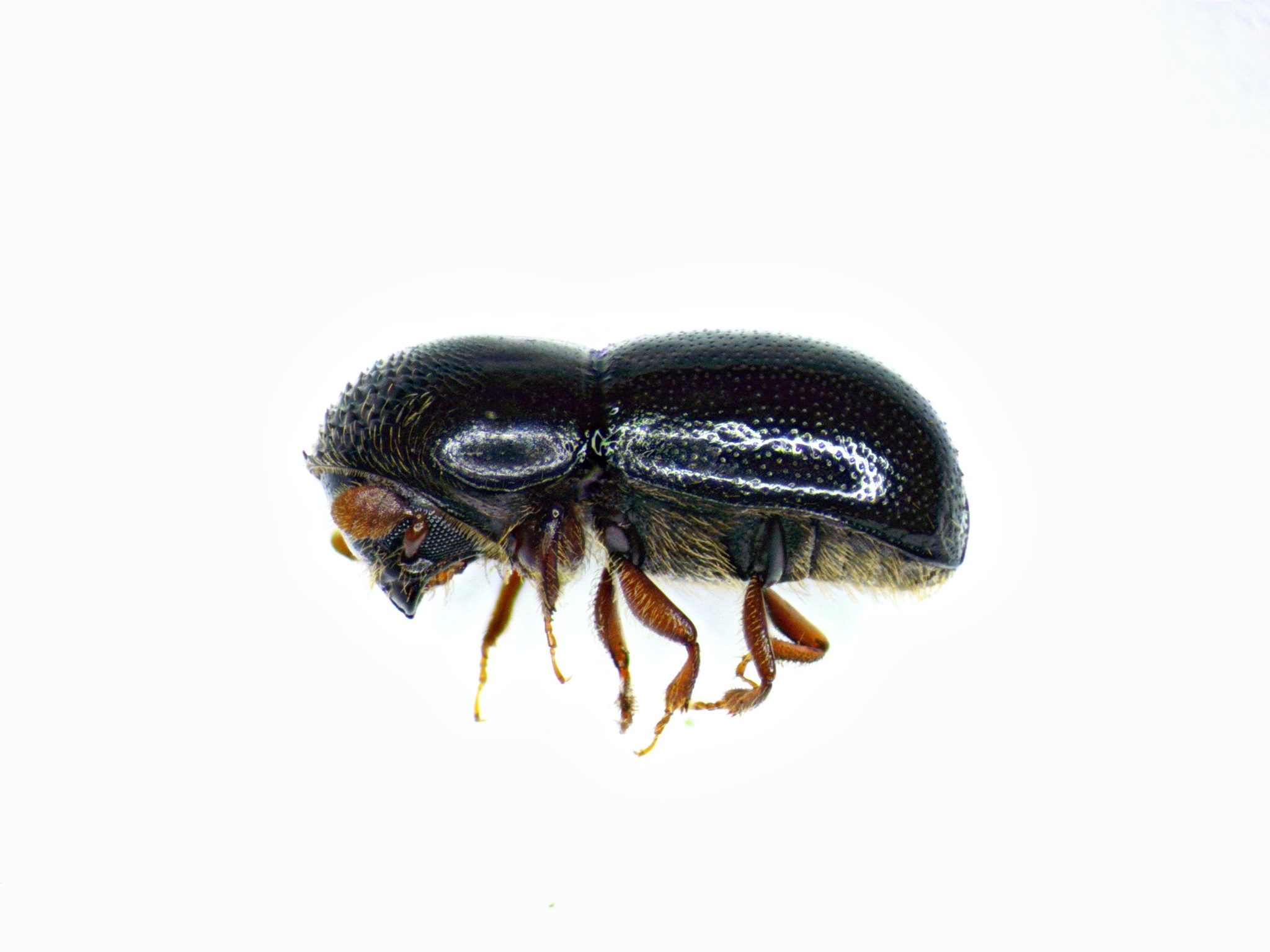 Corthylus