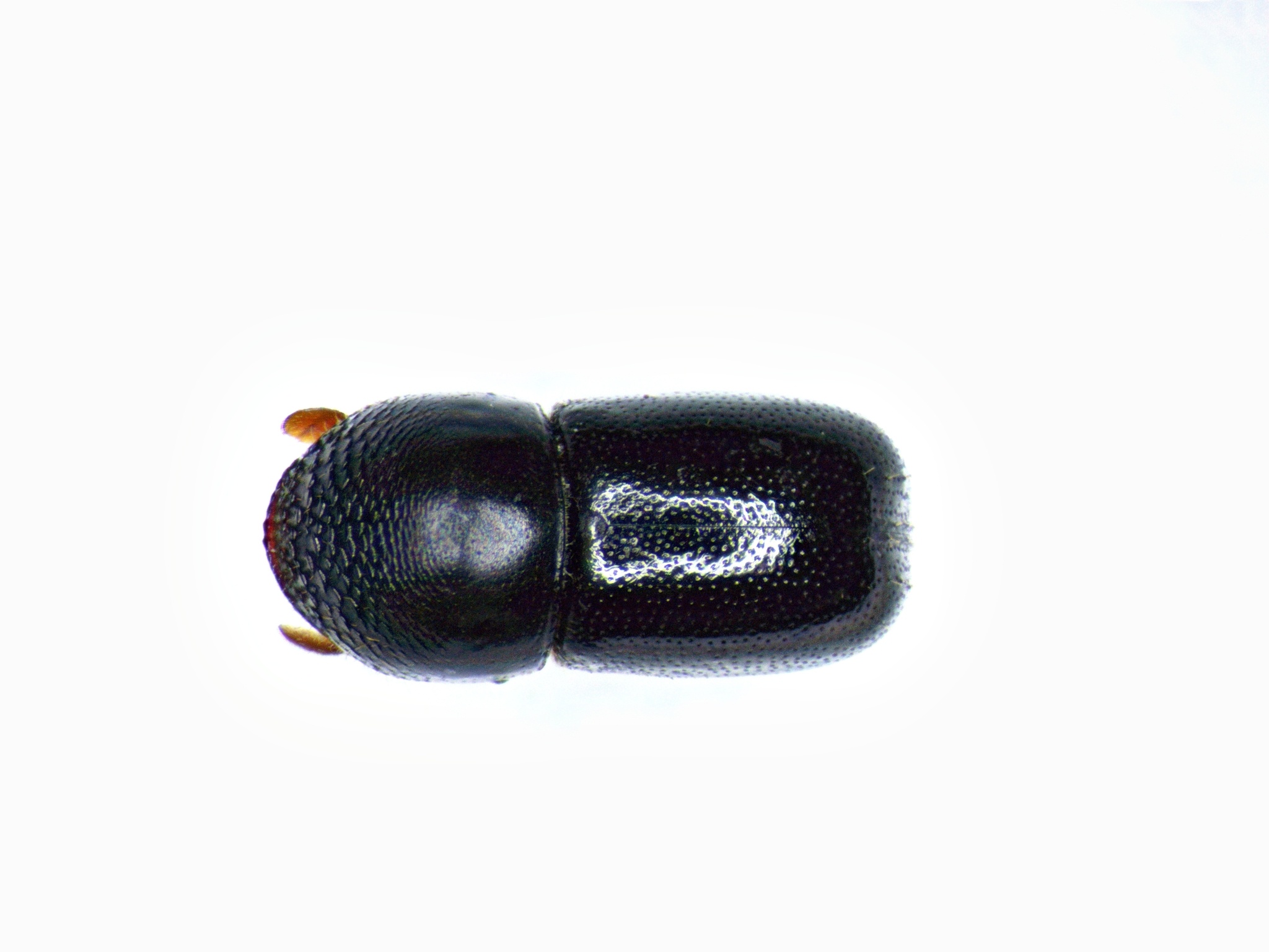 Corthylus