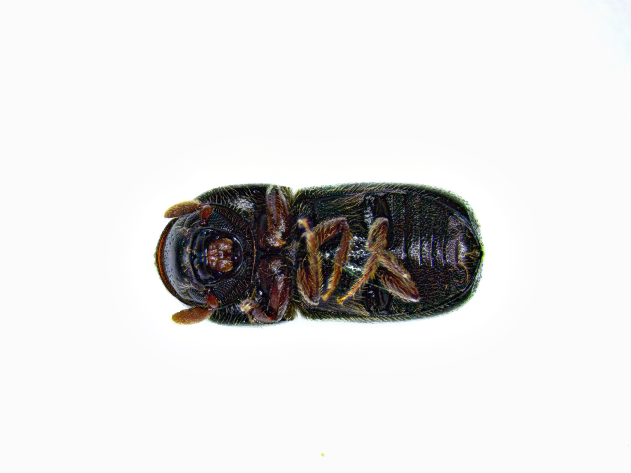 Corthylus