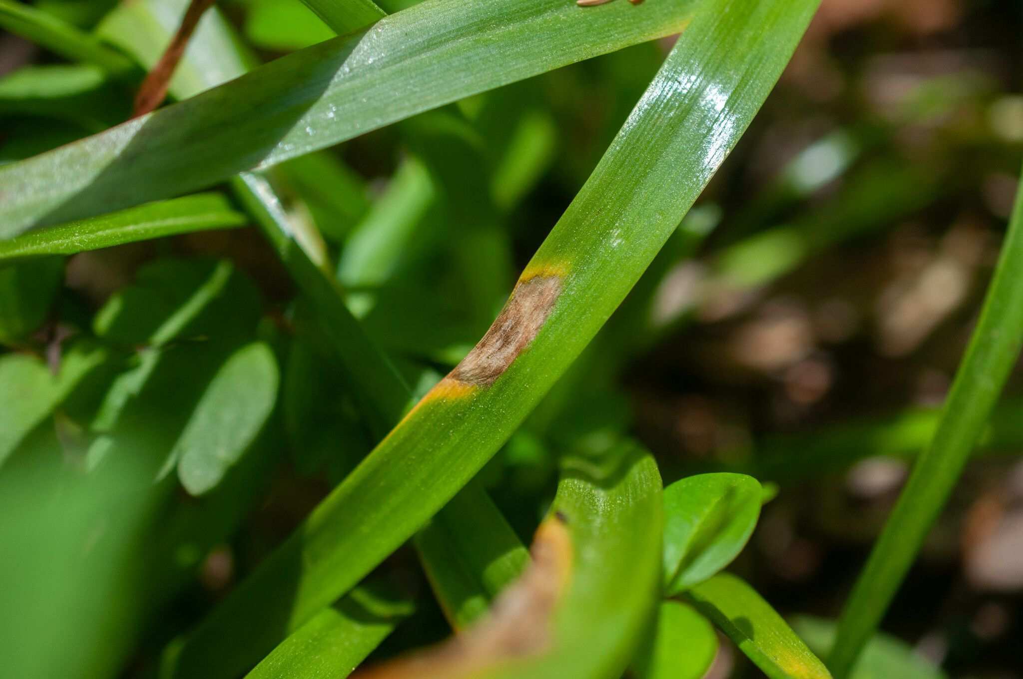 Ramularia vallisumbrosae