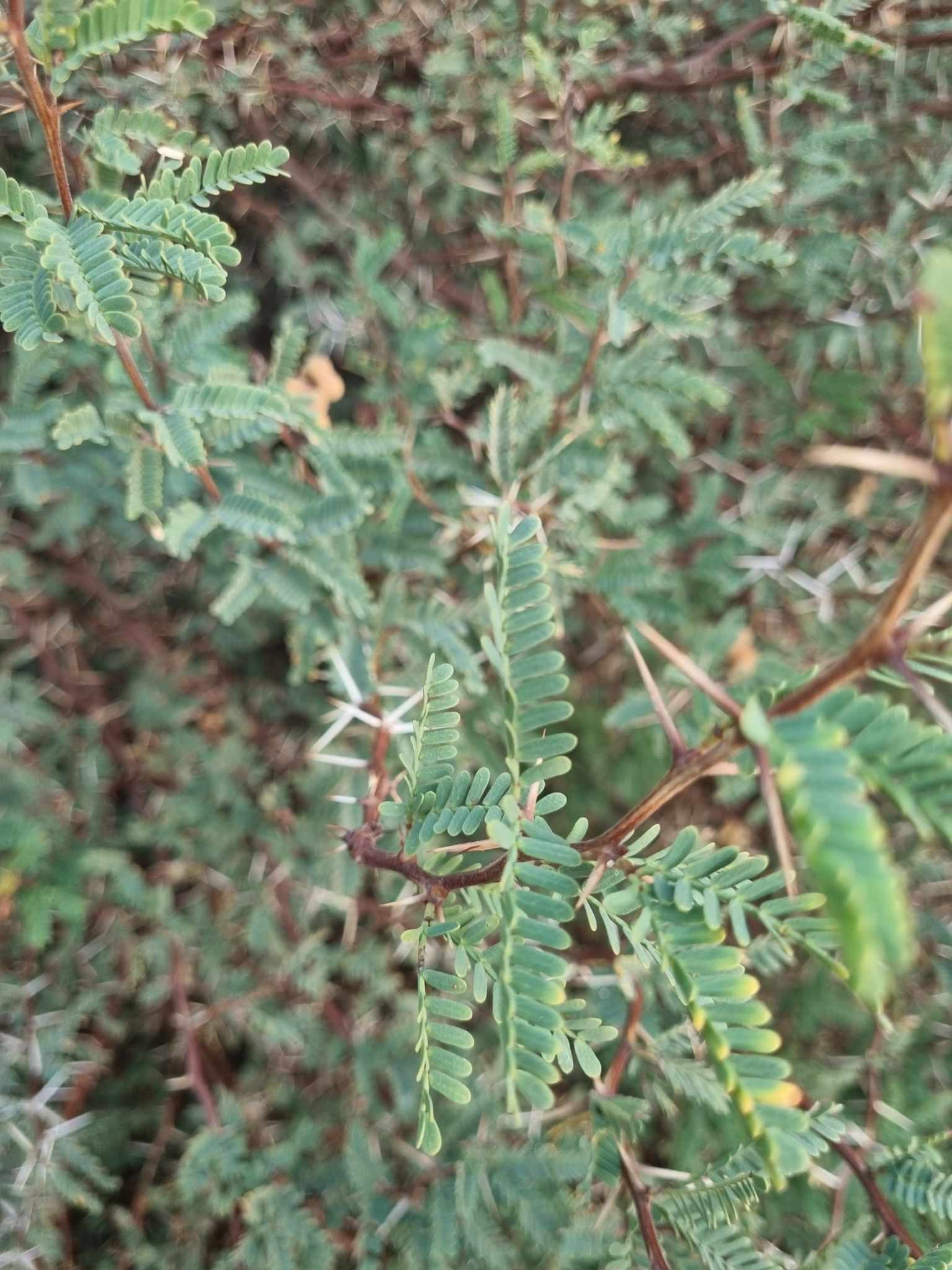 Strombocarpa burkartii