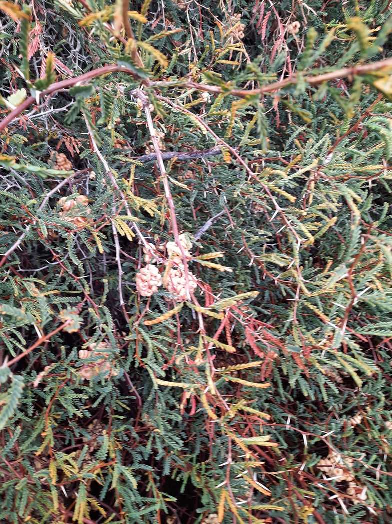 Strombocarpa burkartii