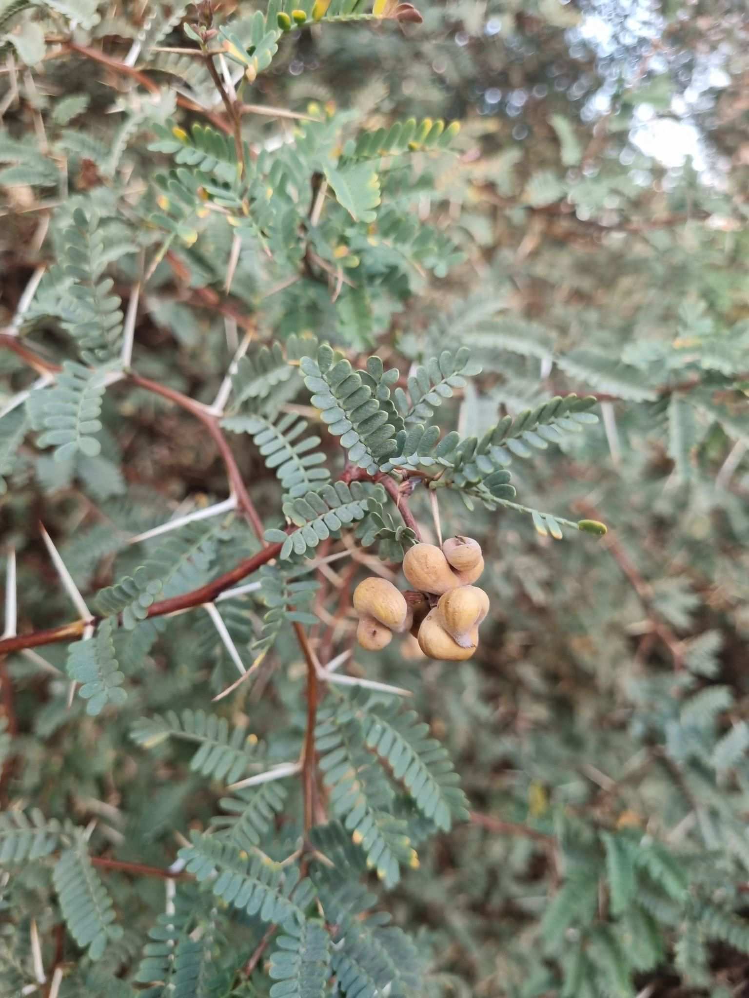 Strombocarpa burkartii