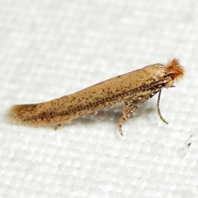 Bedellia somnulentella