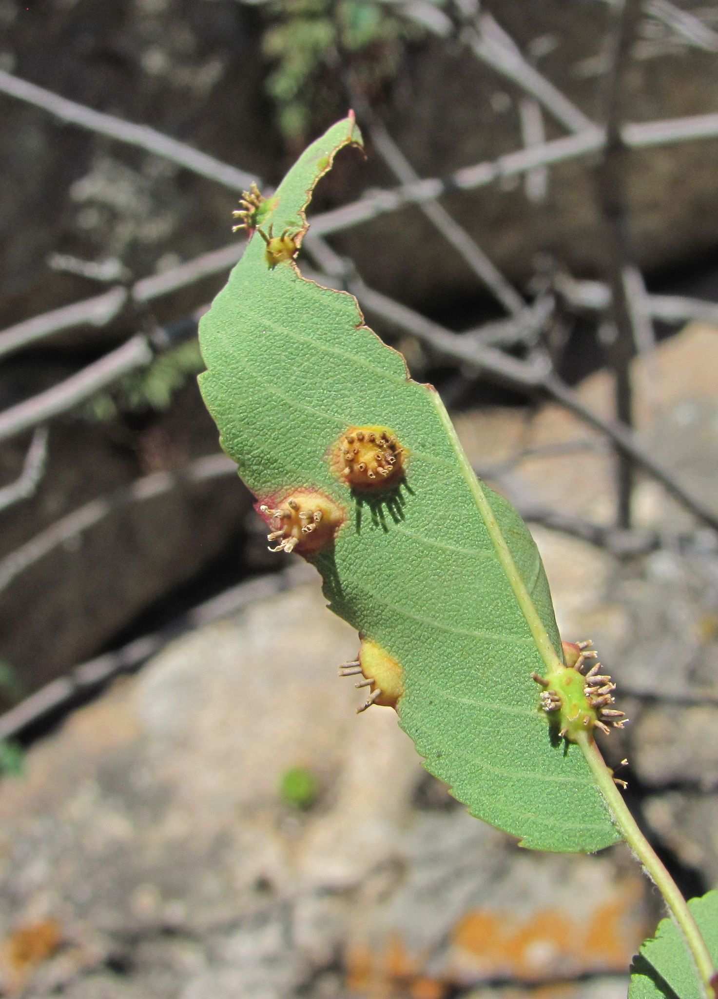 Gymnosporangium amelanchieris