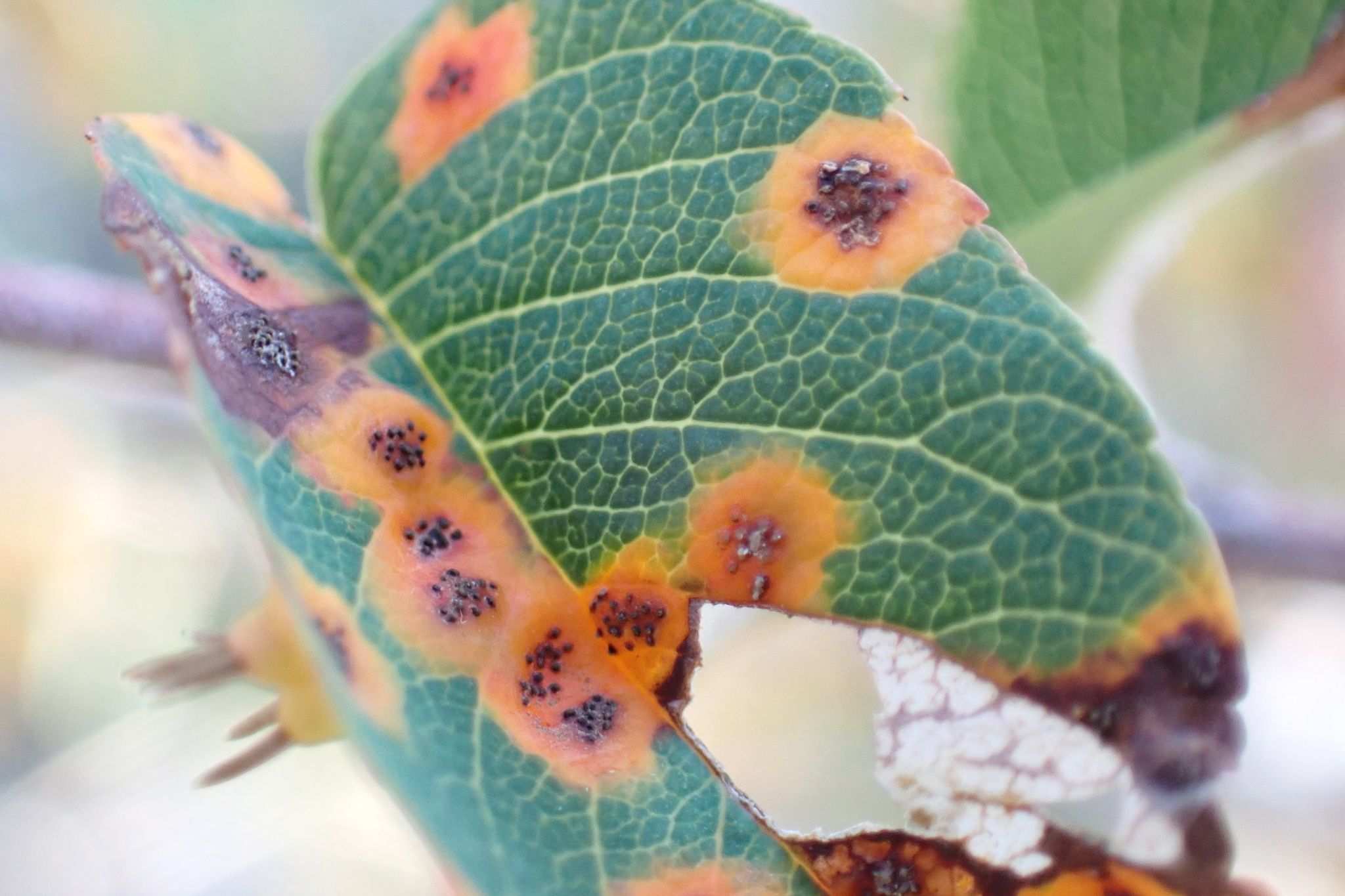 Gymnosporangium amelanchieris