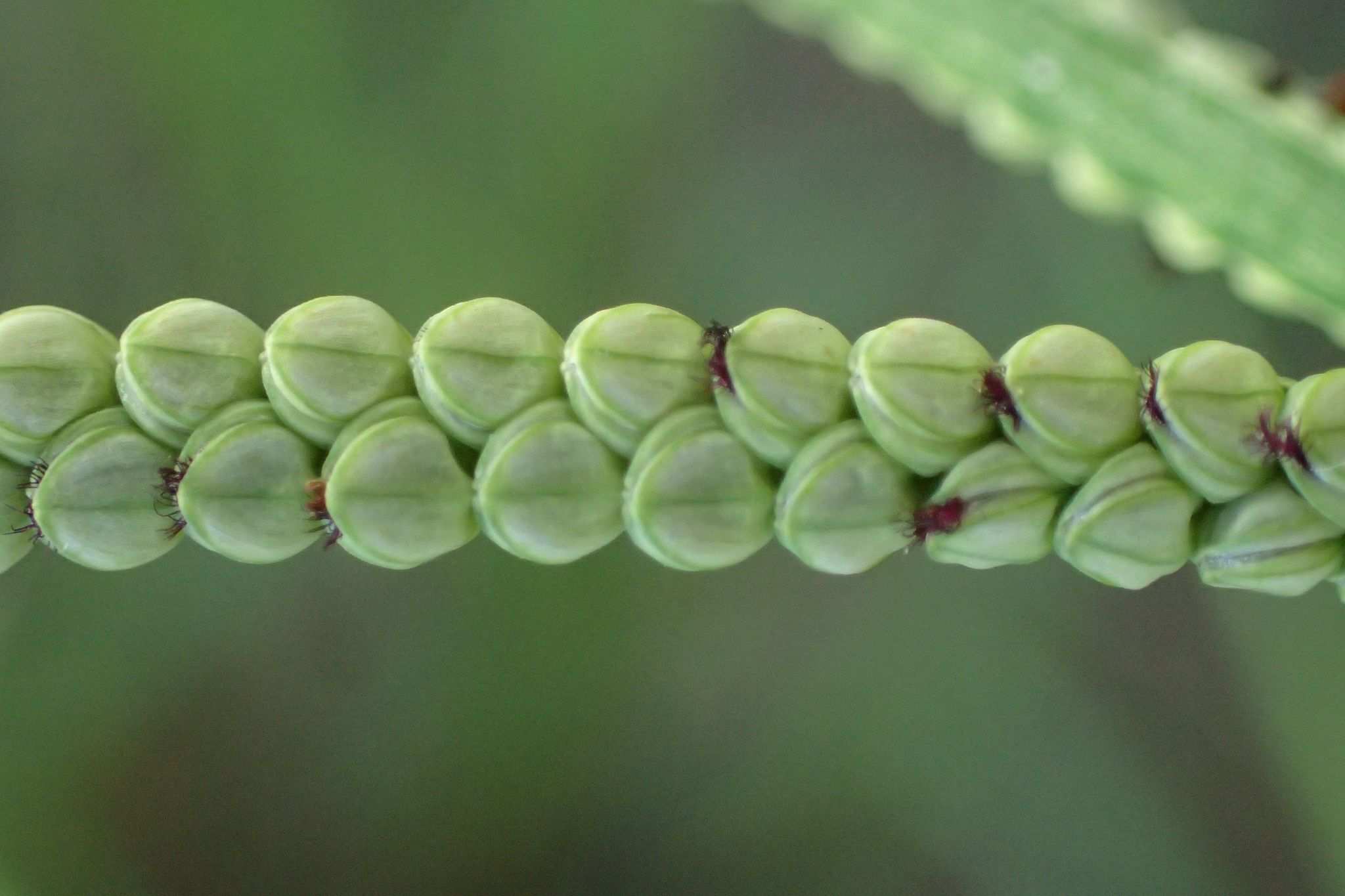 Paspalum orbiculare