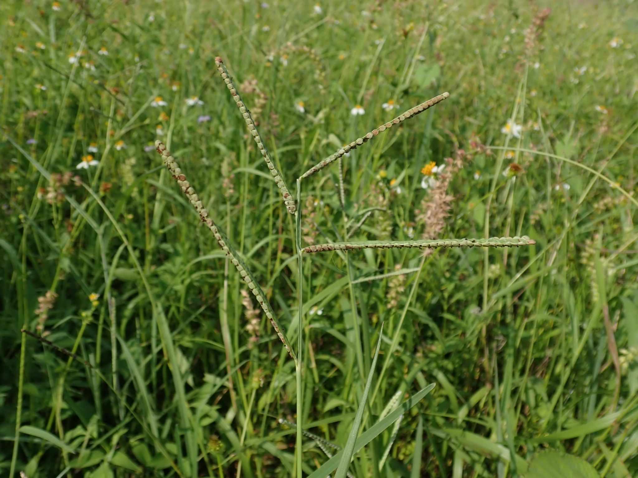 Paspalum orbiculare