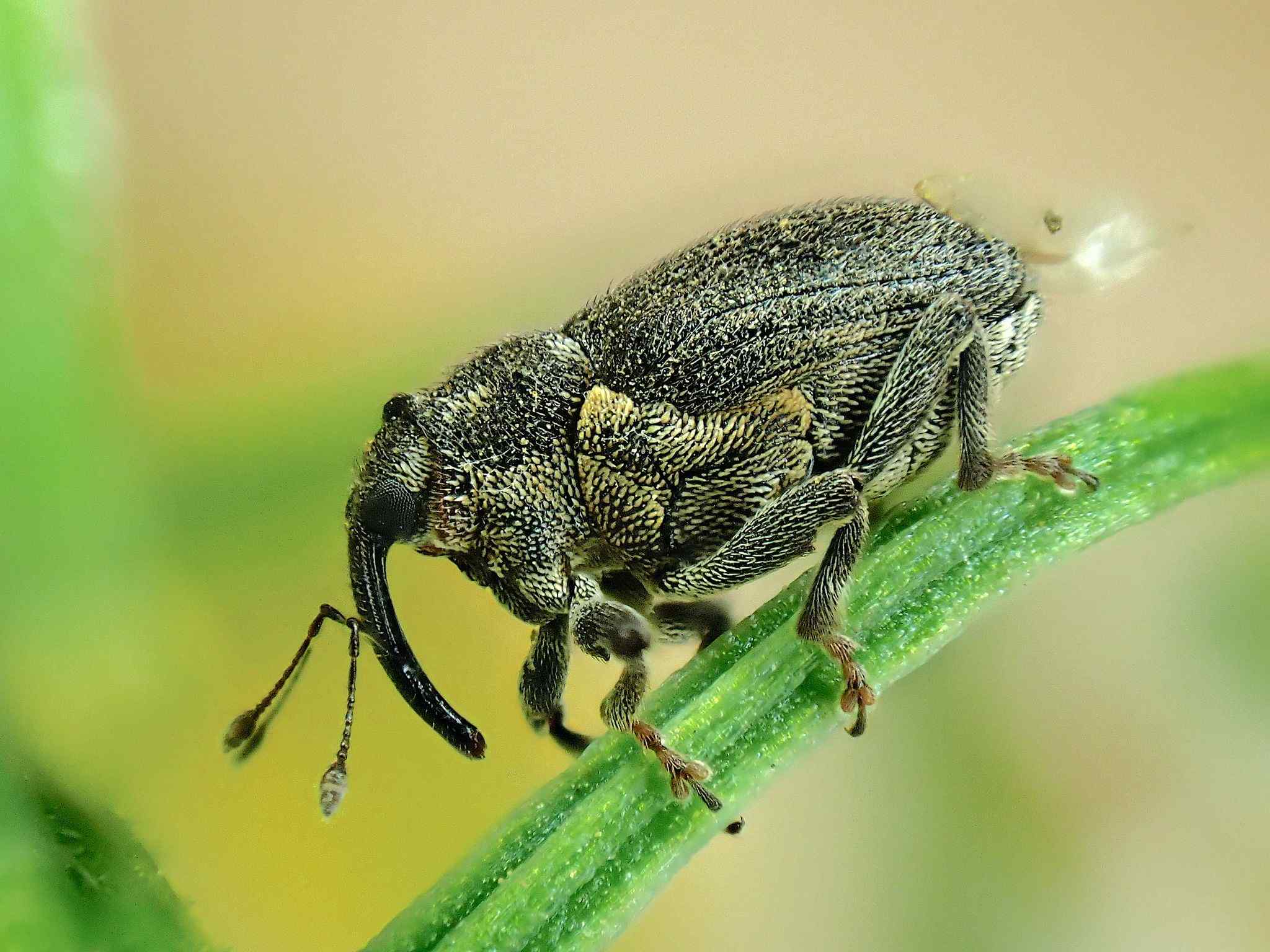 Ceutorhynchus picitarsis