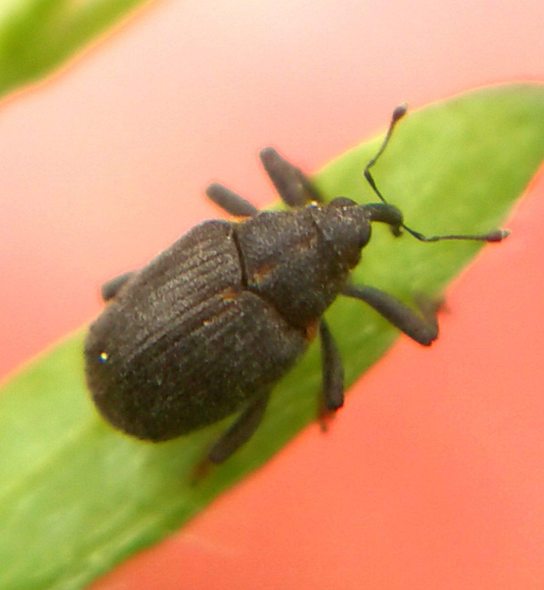 Ceutorhynchus picitarsis