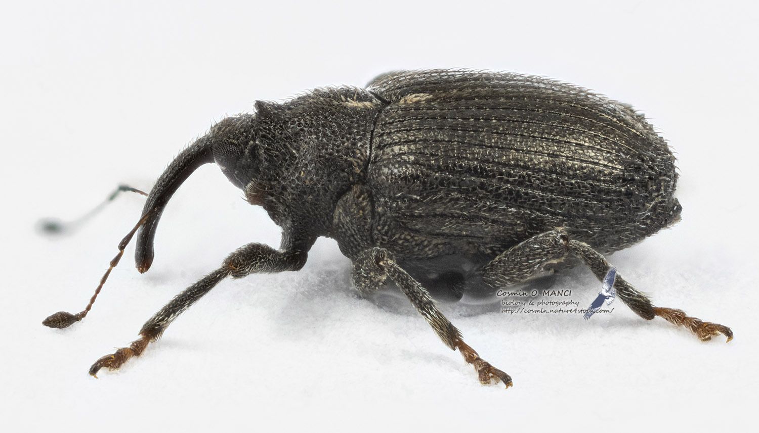 Ceutorhynchus picitarsis