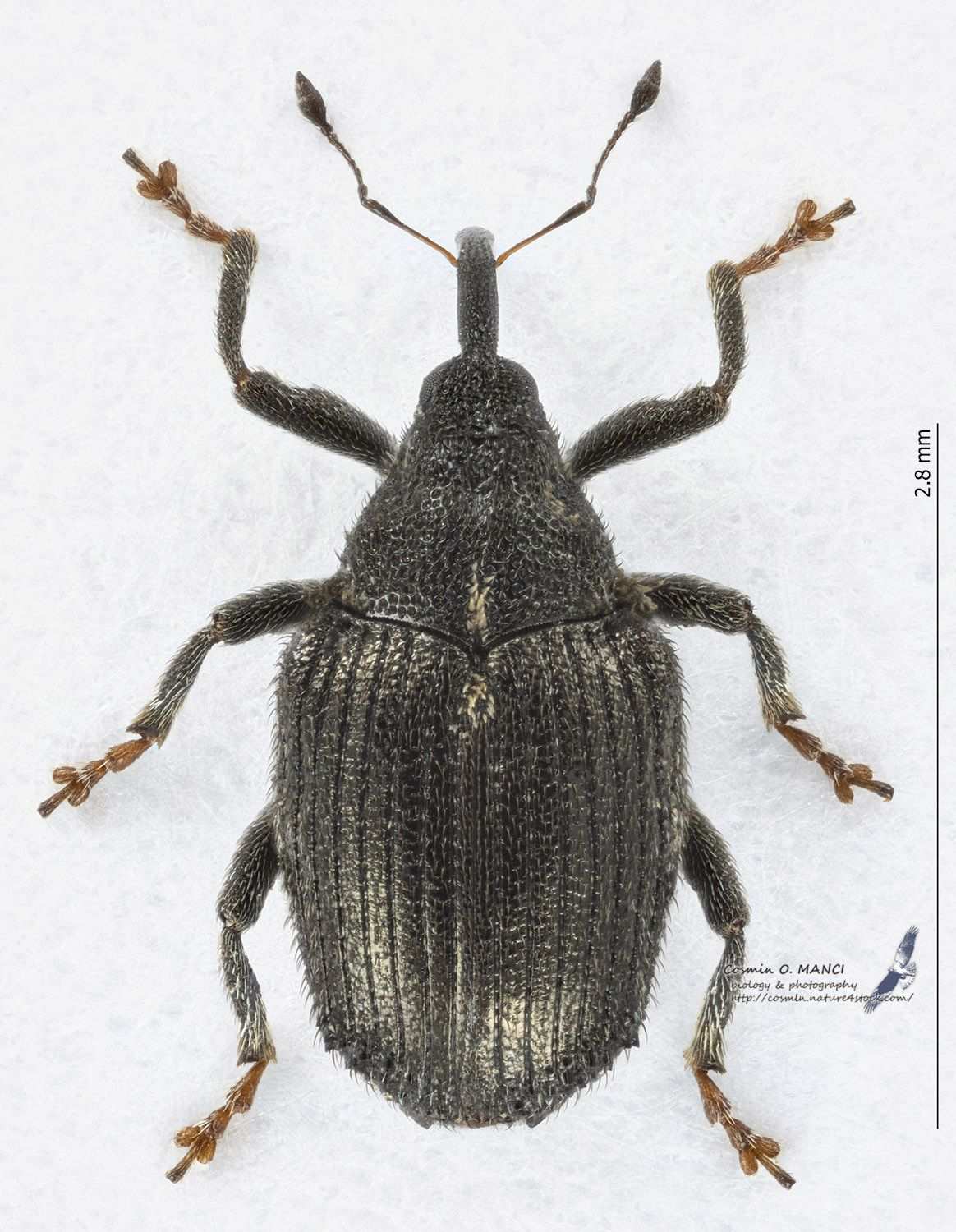 Ceutorhynchus picitarsis