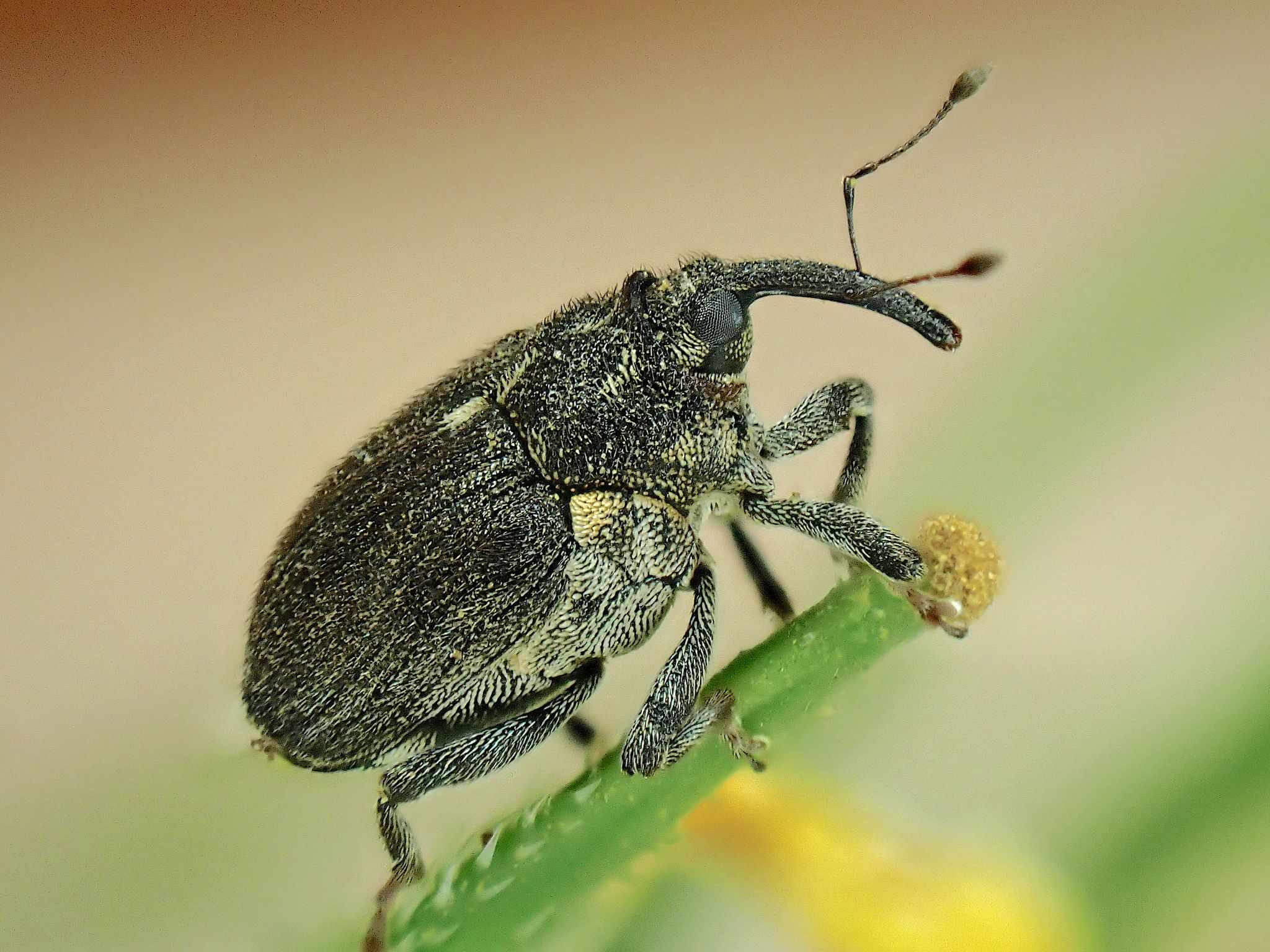 Ceutorhynchus picitarsis