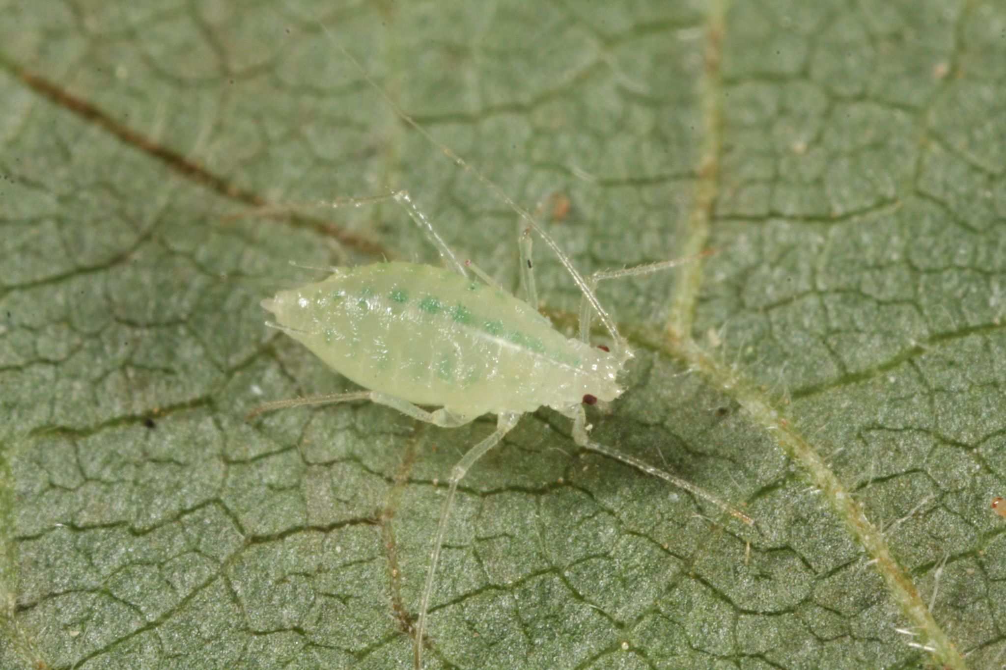 Cryptomyzus galeopsidis