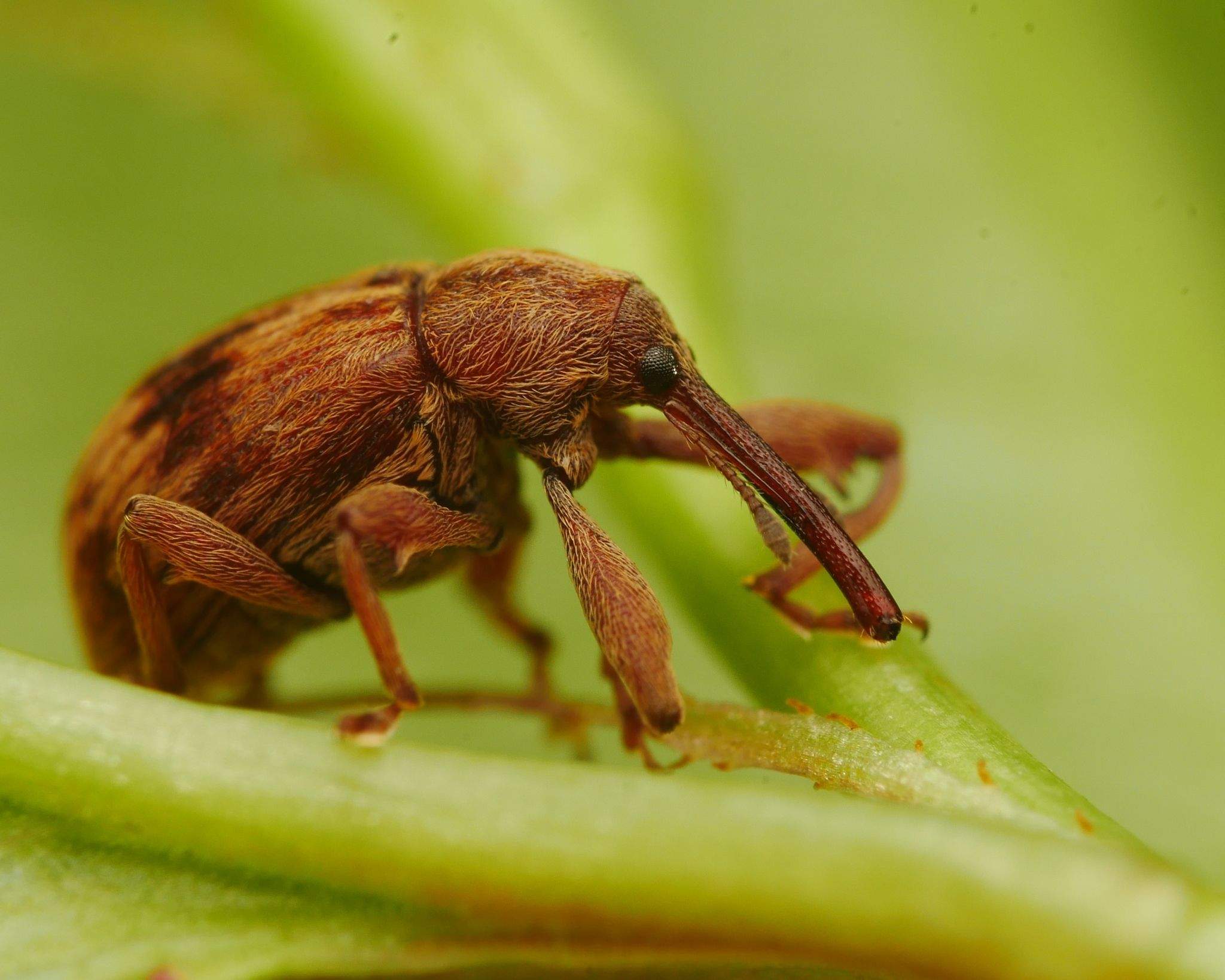 Anthonomus rectirostris