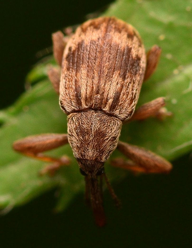 Anthonomus rectirostris