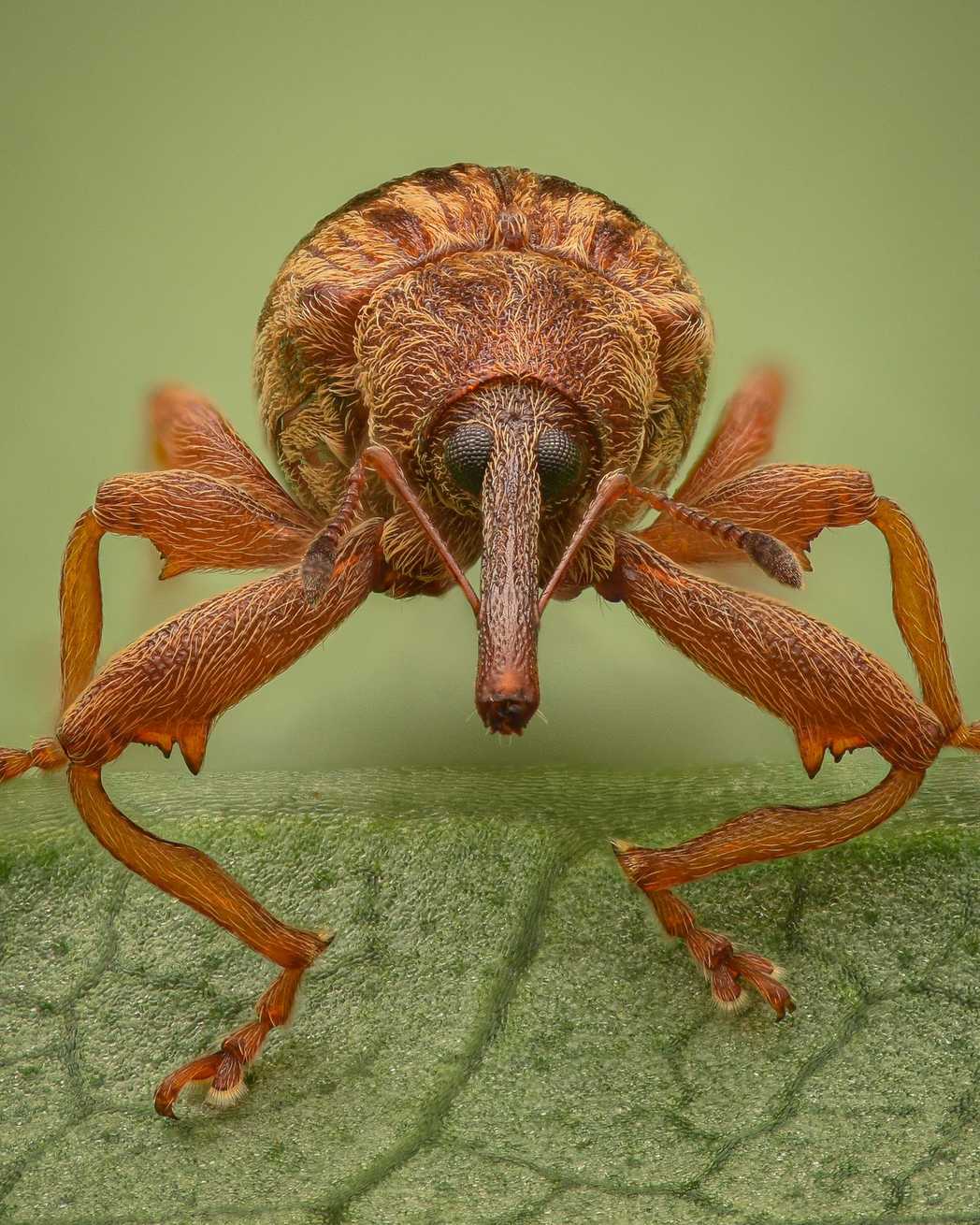 Anthonomus rectirostris