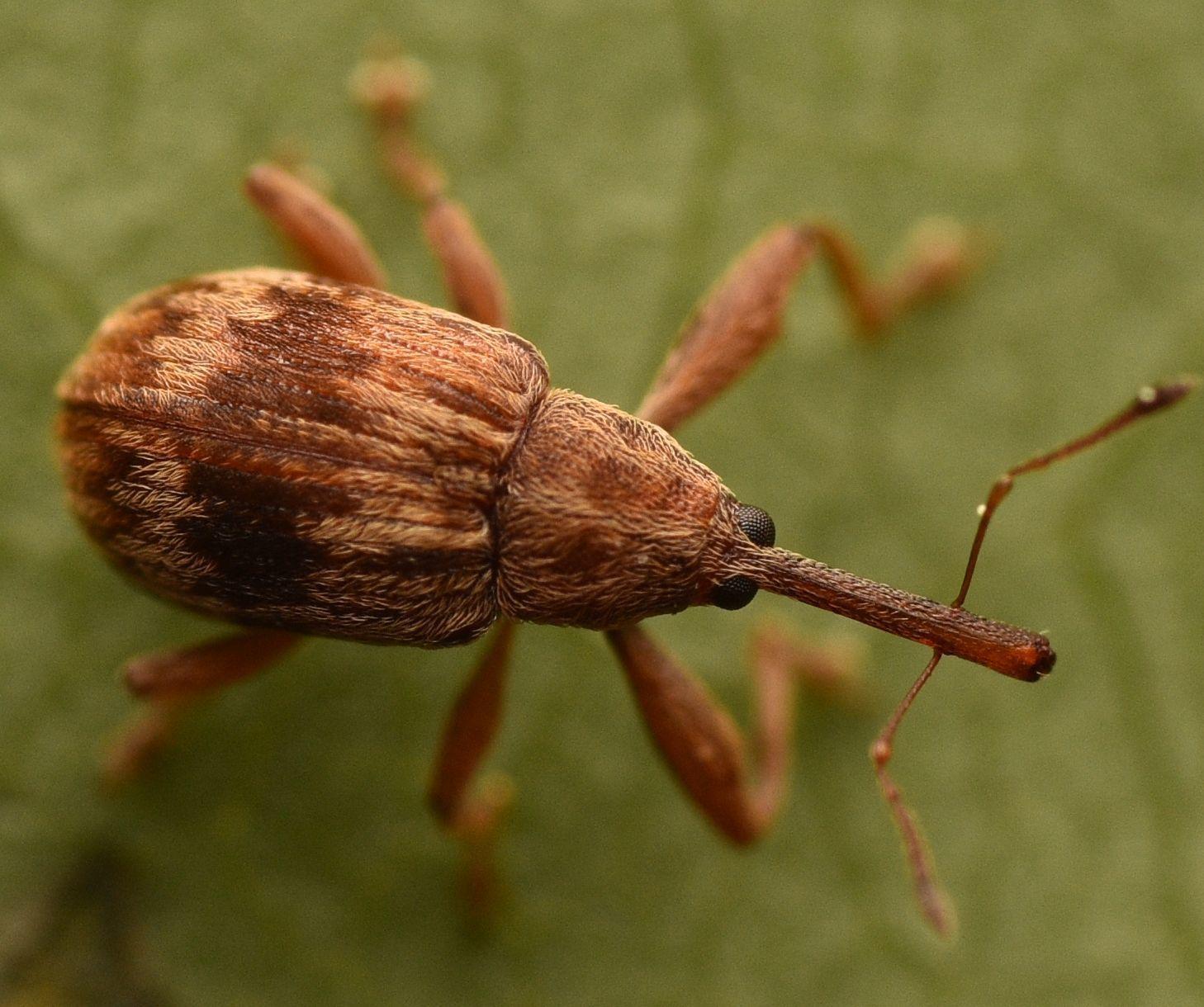 Anthonomus rectirostris