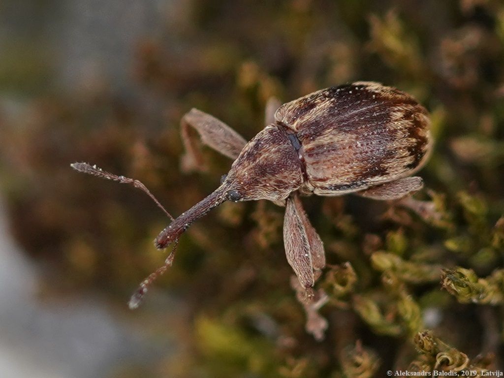 Anthonomus rectirostris