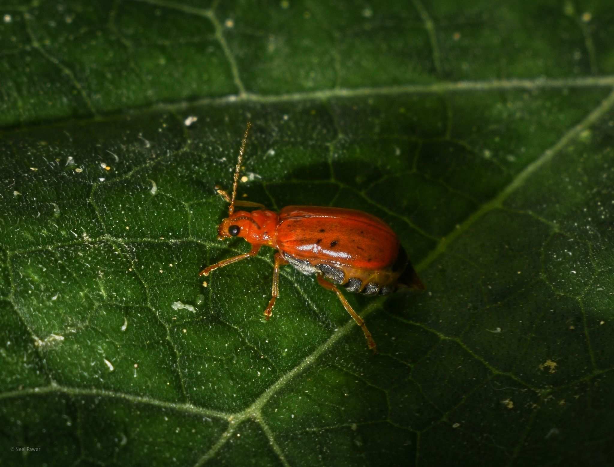 Aulacophora indica