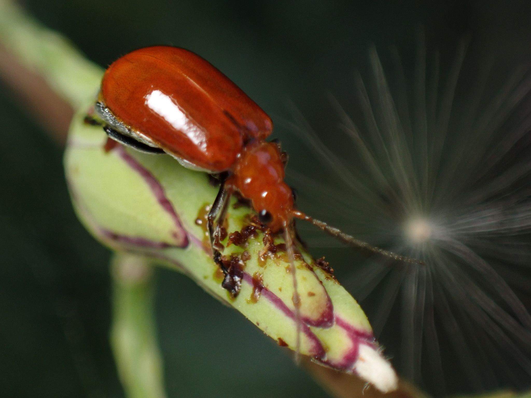 Aulacophora indica