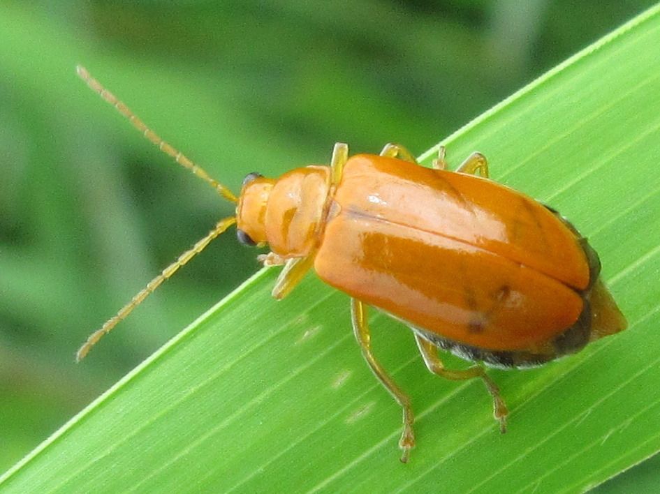 Aulacophora indica